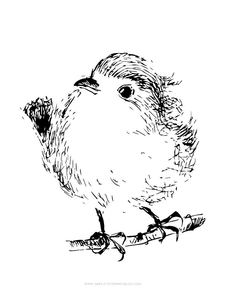 Simply Love Printables Spring Coloring Page Sketched Bird