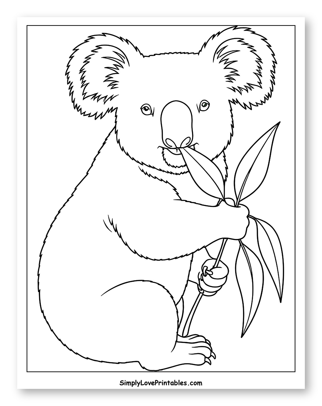 Koala Eating Eucalyptus Leaves
