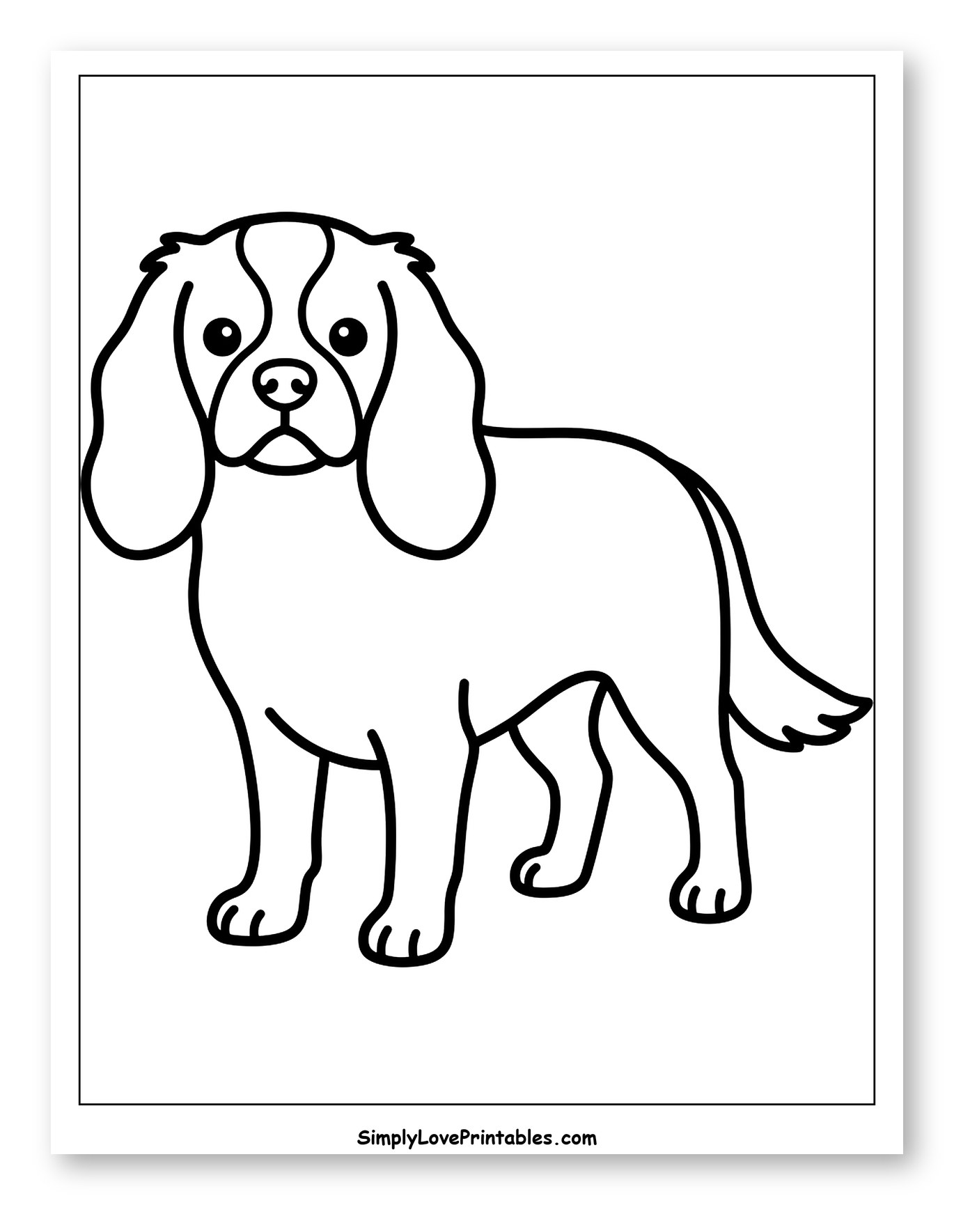 A Sweet King Charles Cavalier Puppy