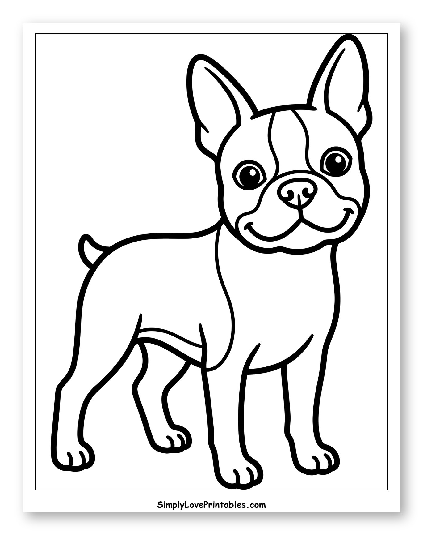 Adorable Boston Terrier Puppy