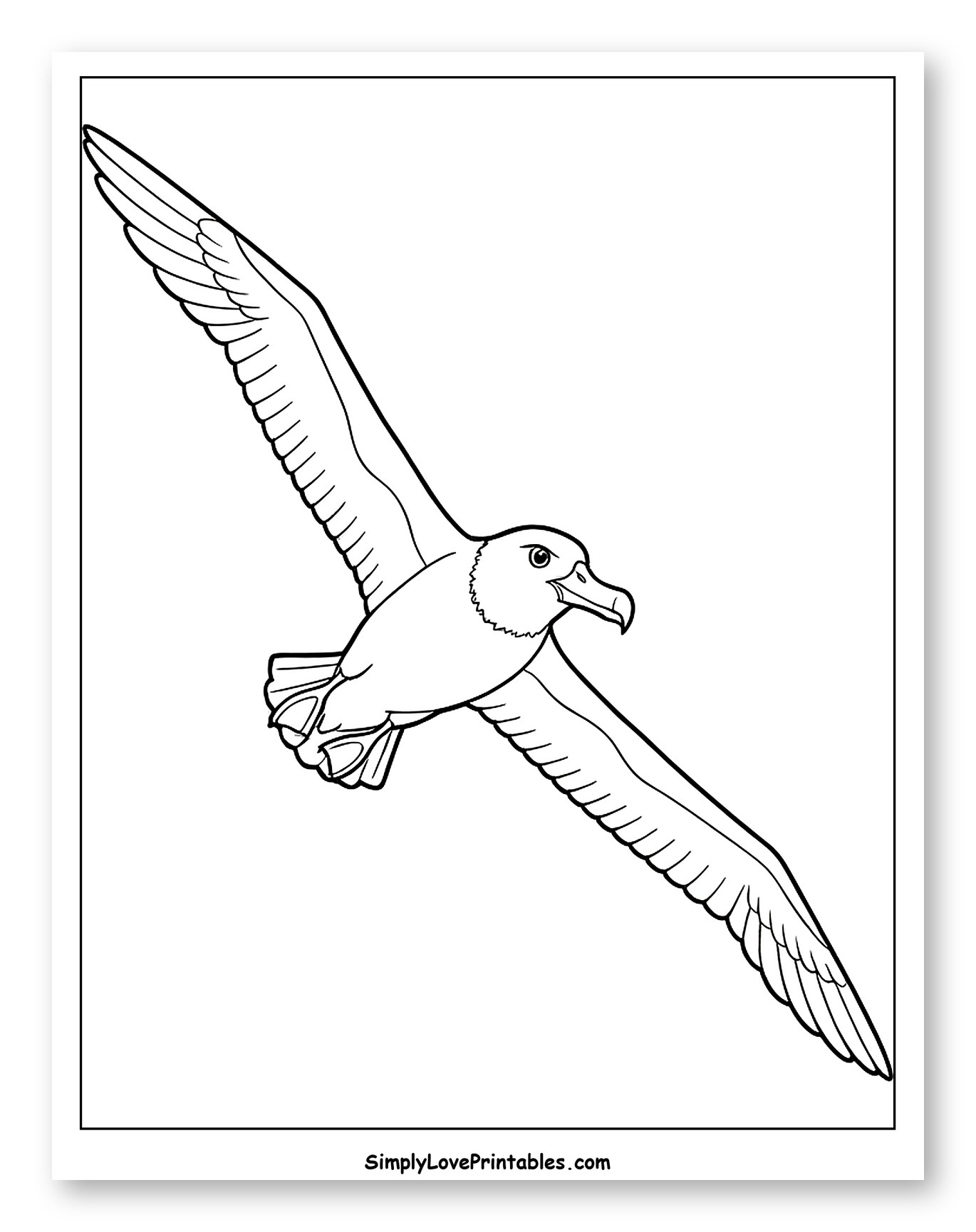 Albatross Flying with Wings Spread