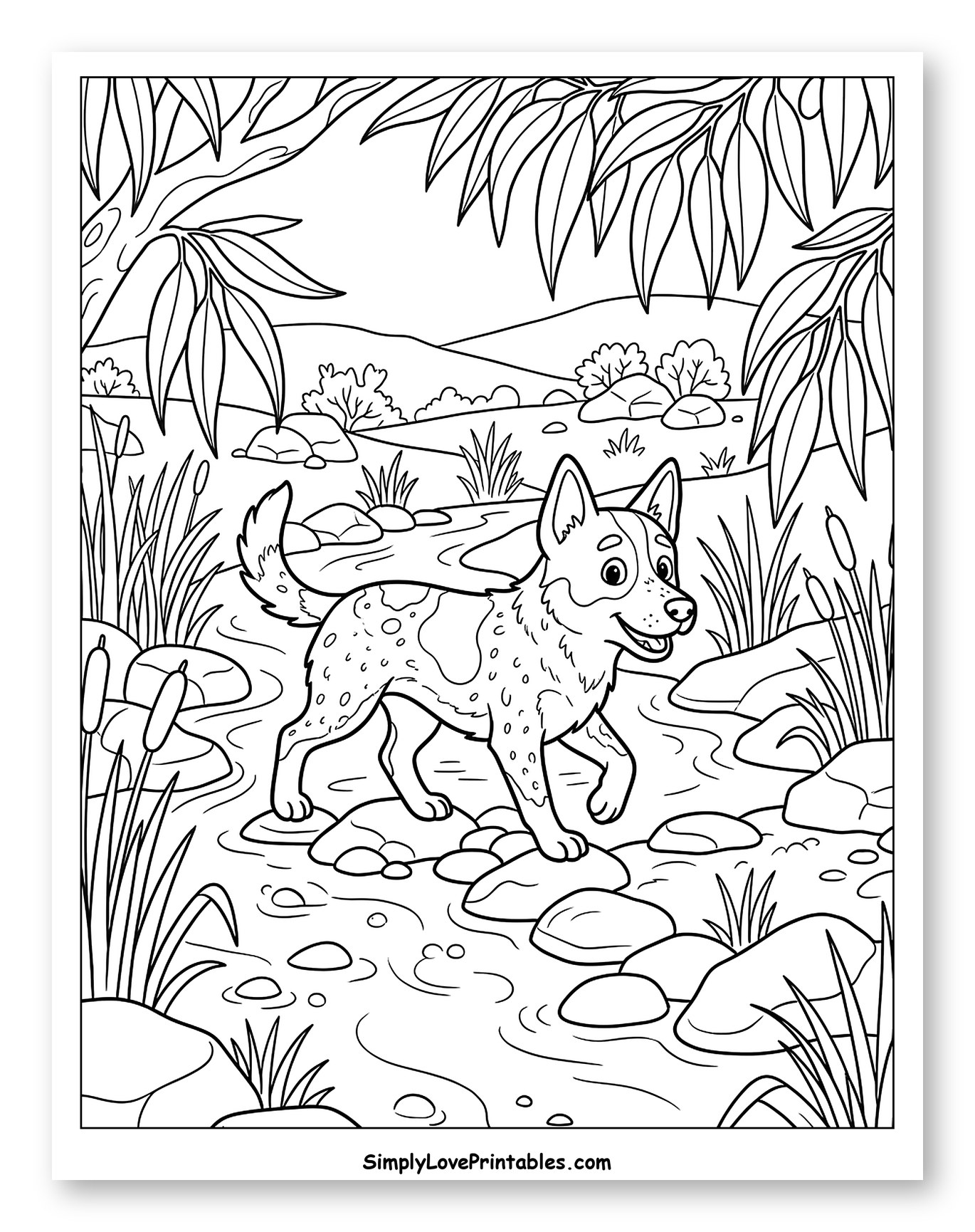 Australian Cattle Dog Walking Through a Rocky Stream