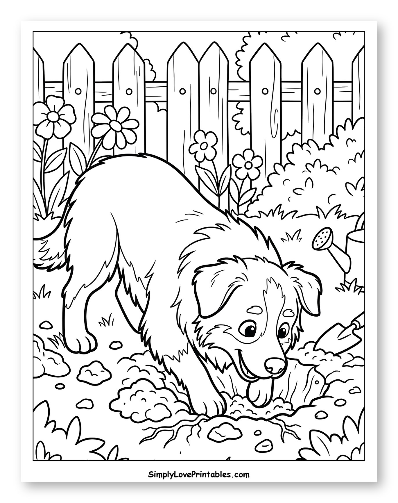 Australian Shepherd Dog Digging a Hole