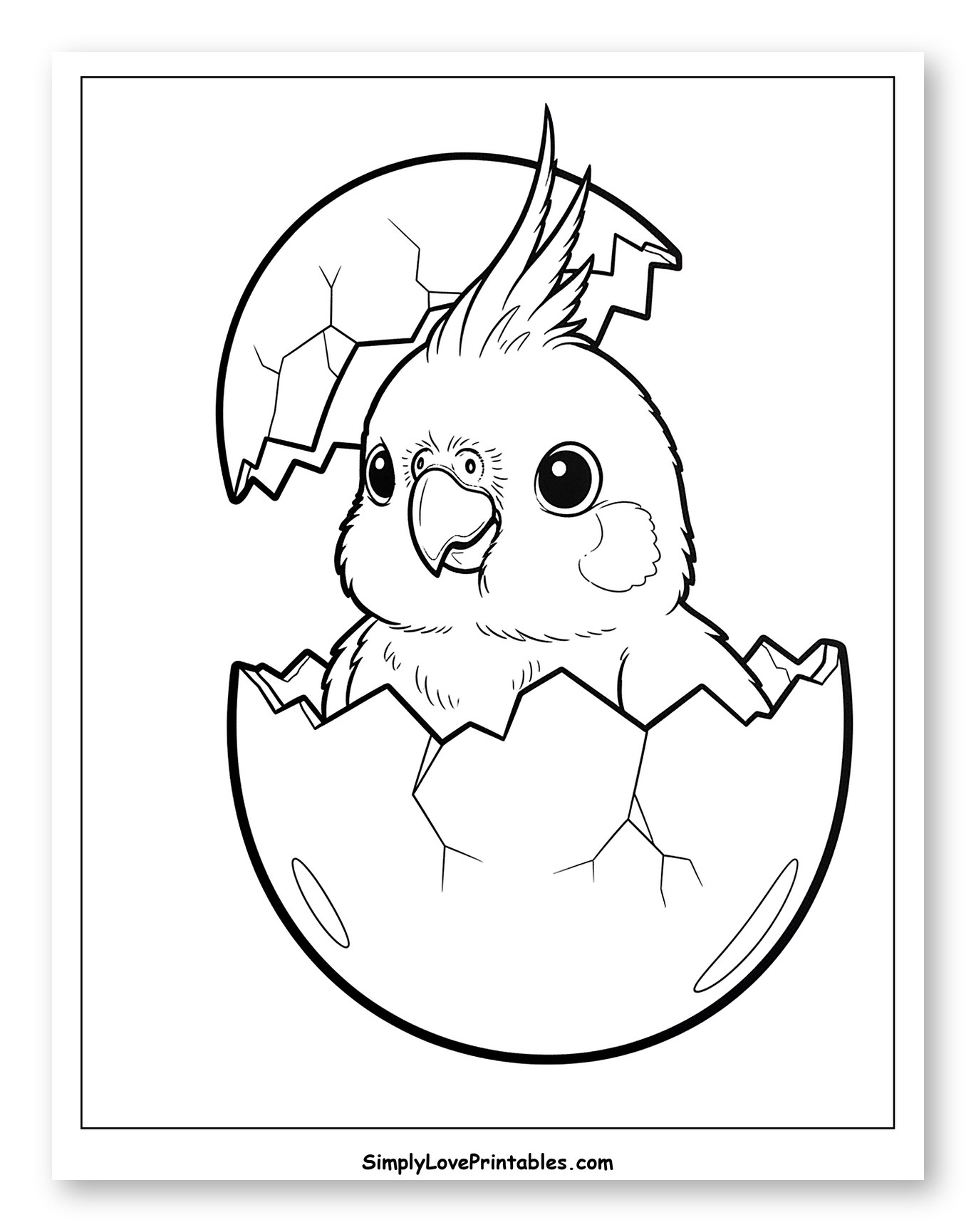 Baby Cockatiel Hatching from an Egg