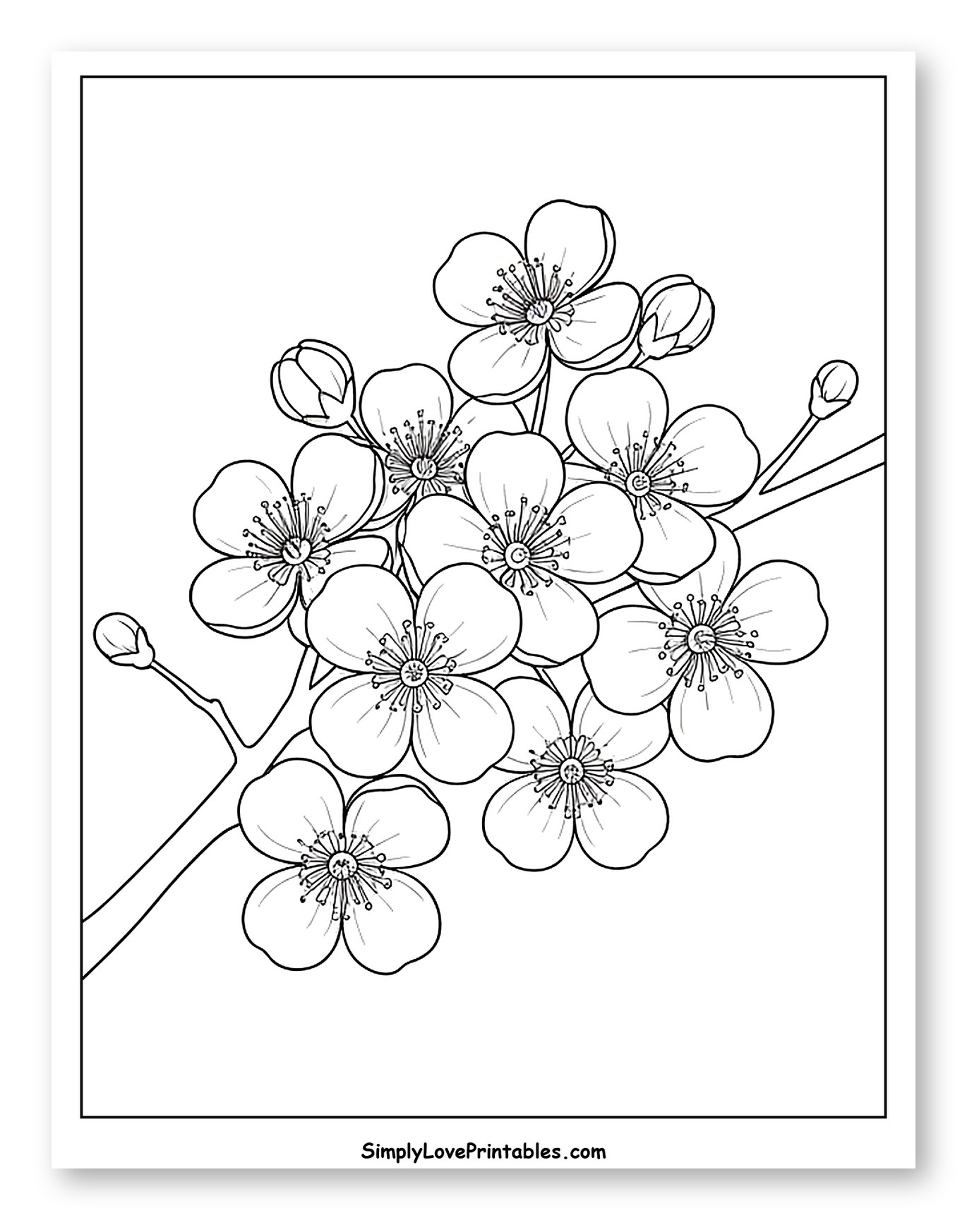 Cherry Blossom Branch with Buds to Color for Toddlers