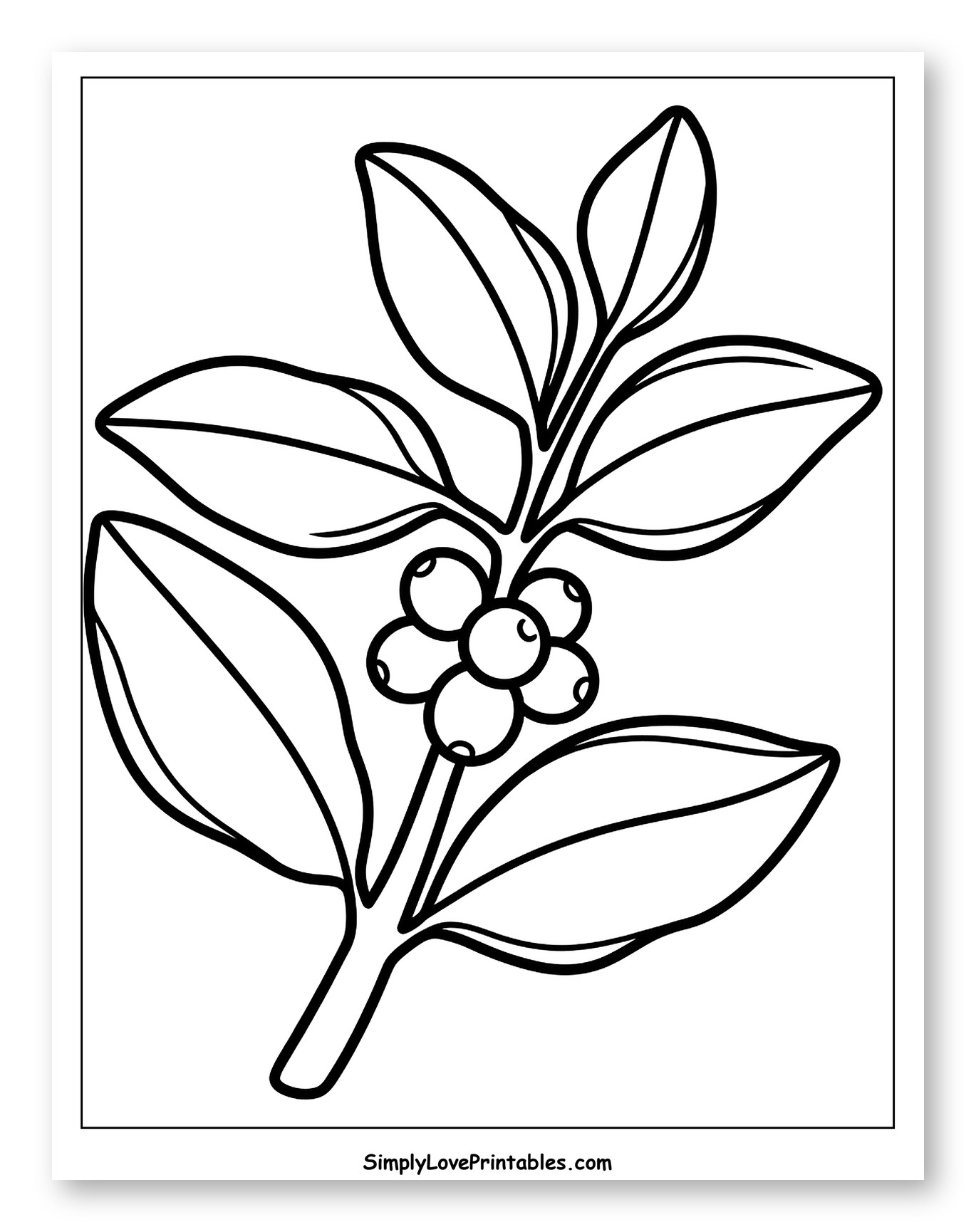 Coffee Plant Branch with Leaves and Cherries