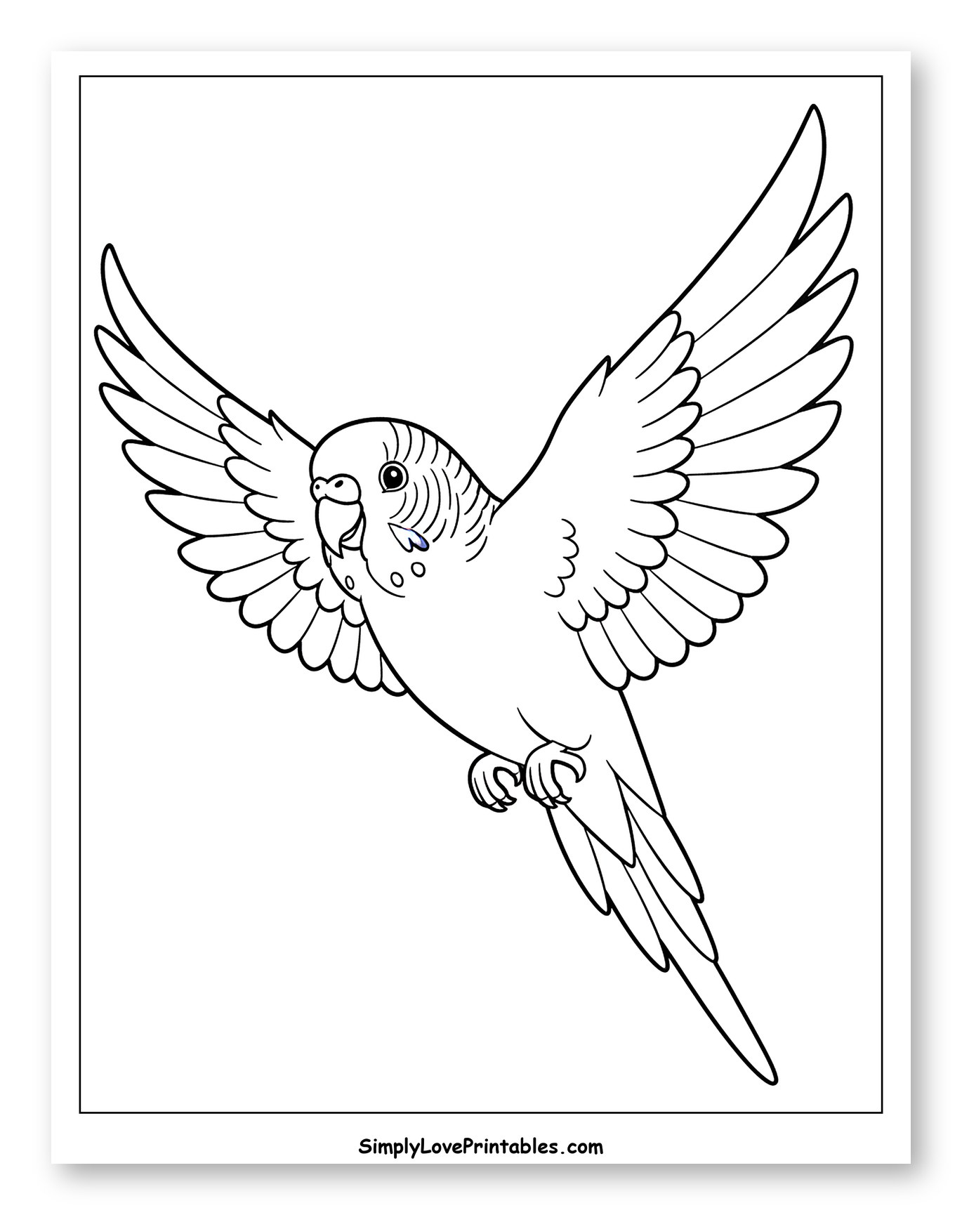 Crying Budgie Soaring in Air