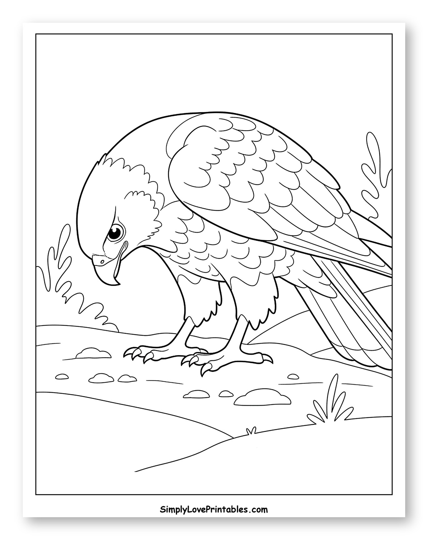 Curious Hawk Standing on Rocky Terrain to Color for Toddlers