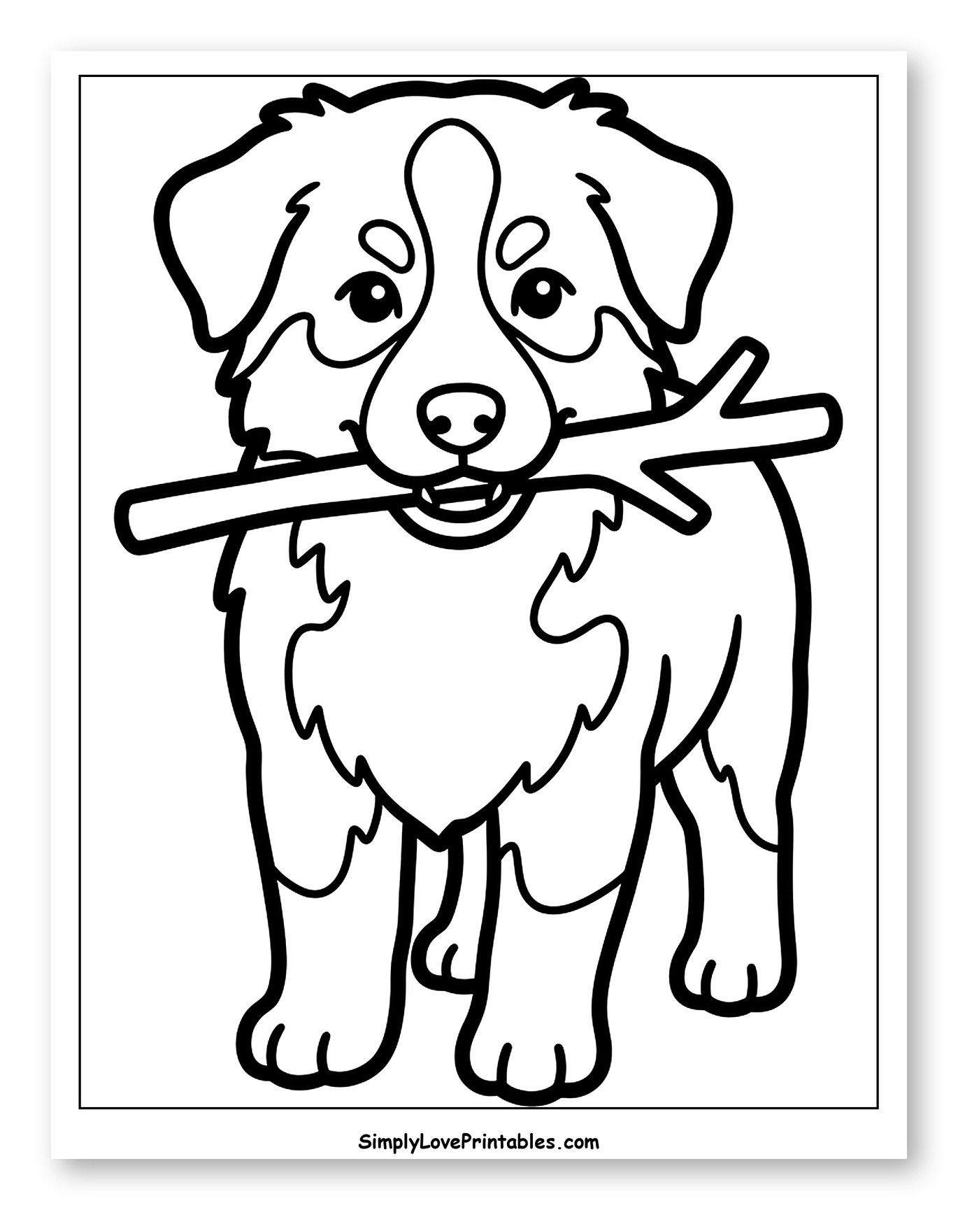 Cute Australian Shepherd Dog Holding a Stick