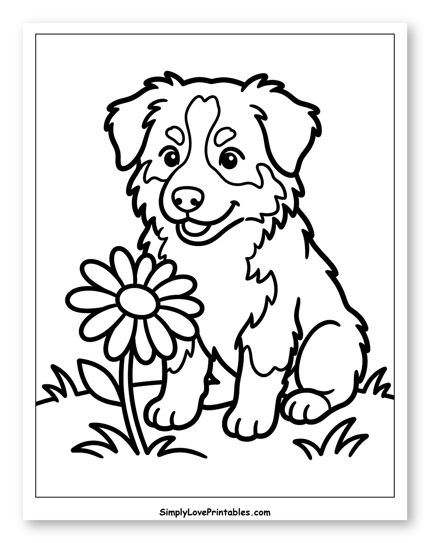 Cute Australian Shepherd Puppy with a Daisy