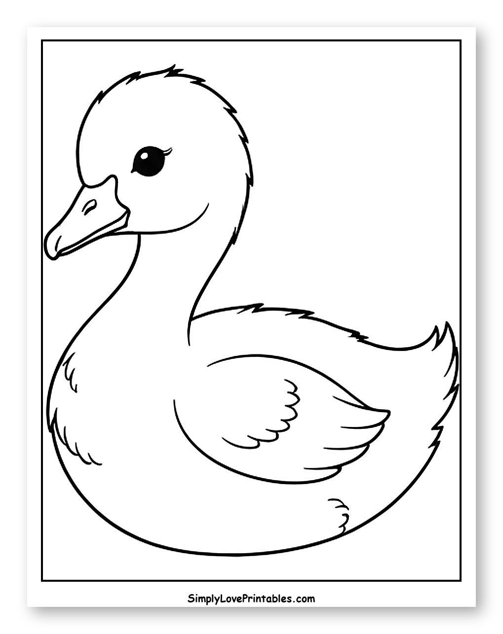 Cute Baby Swan Duckling