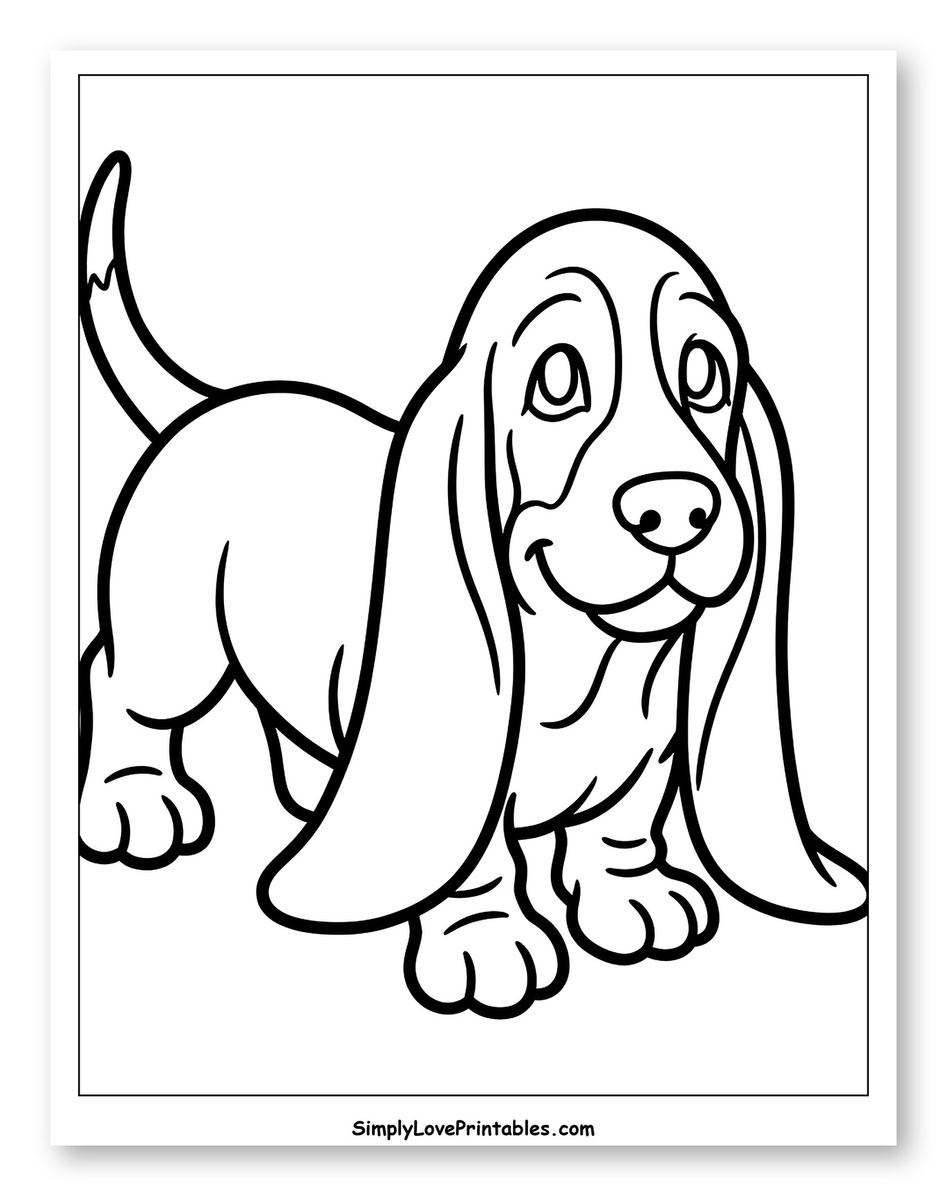 Cute Basset Hound Puppy Standing