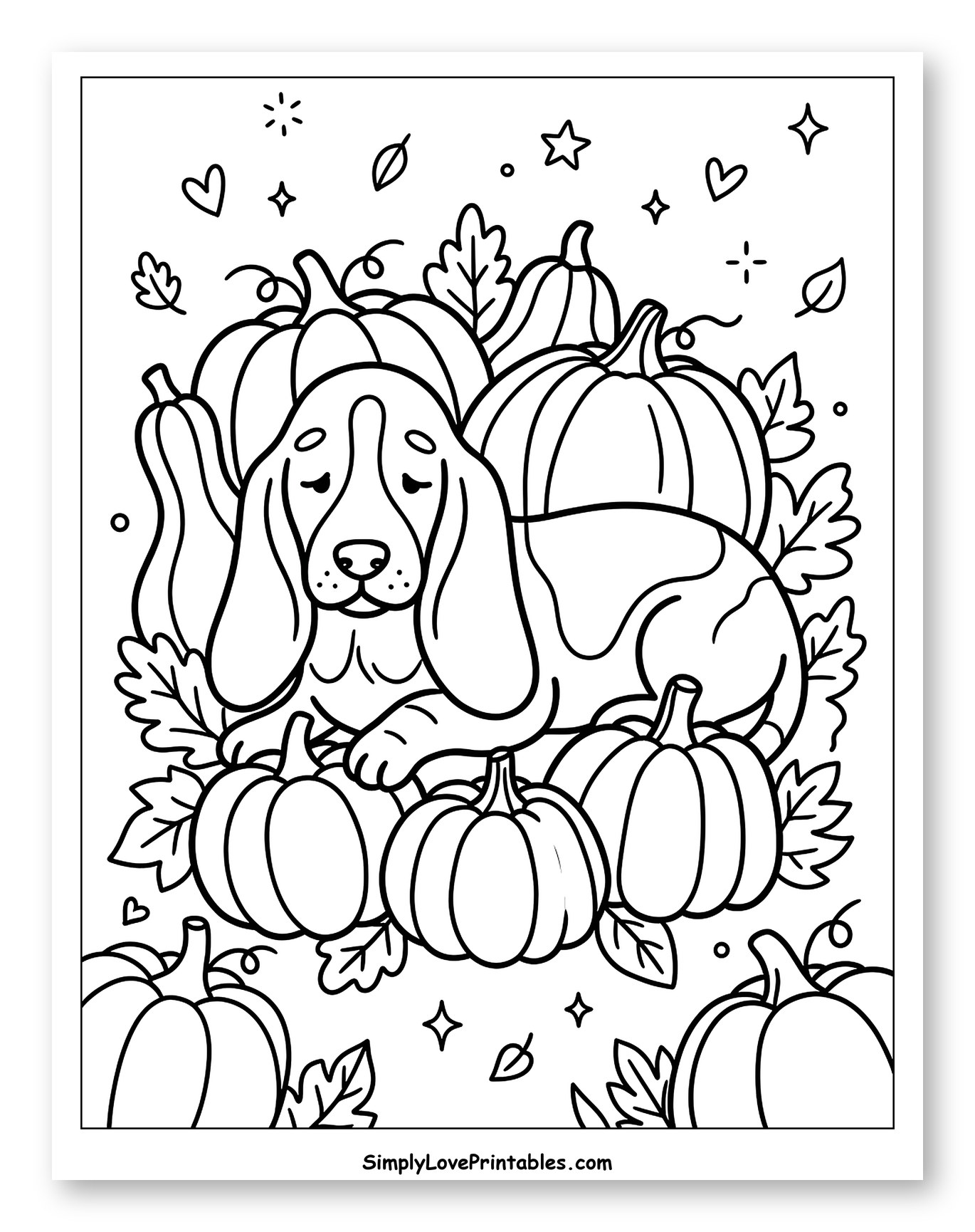 Cute Basset Hound Resting with Fall Pumpkins