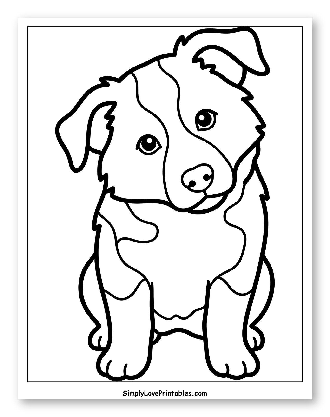 Cute Border Collie Puppy Sitting