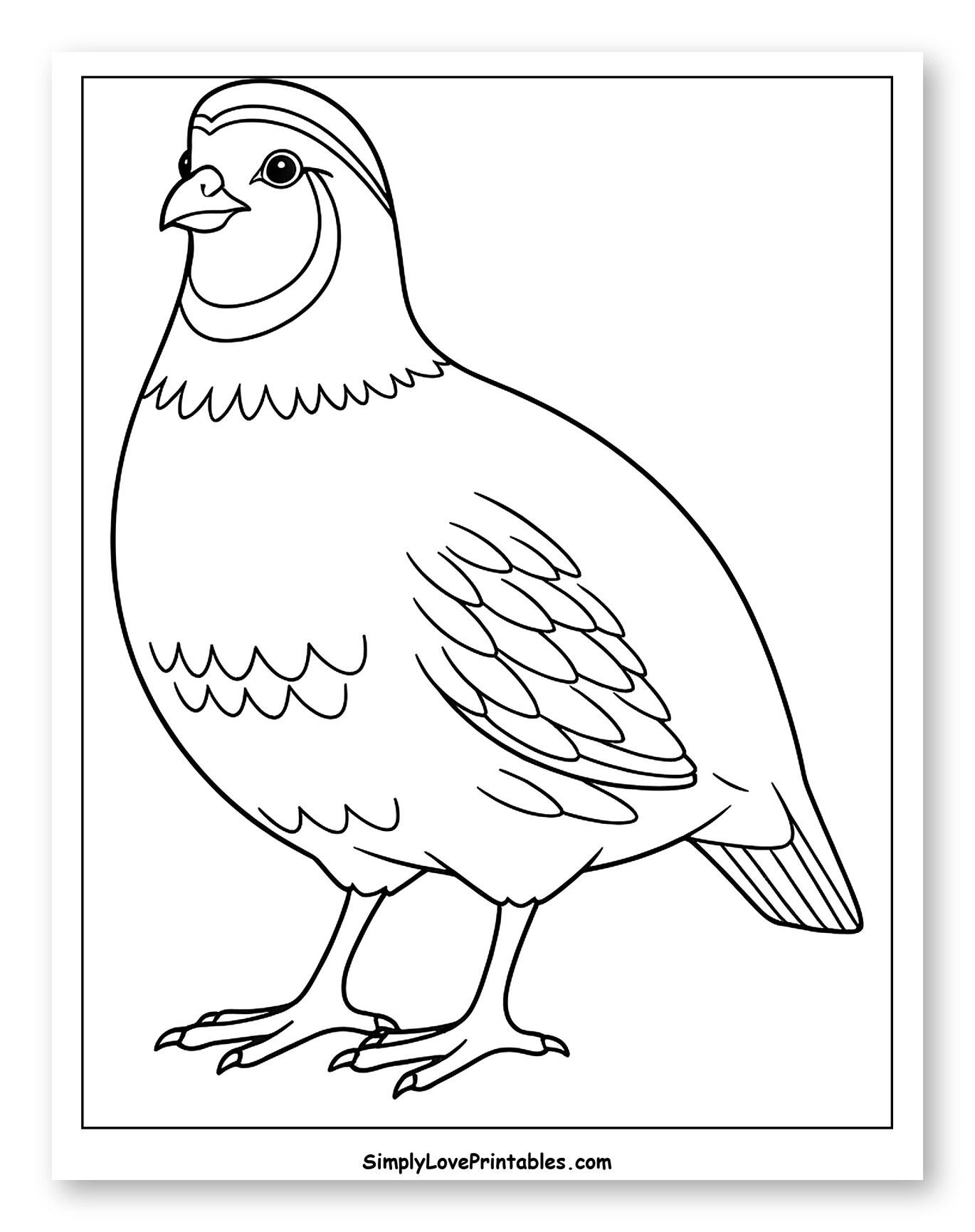 Cute Cartoon Quail Standing Still
