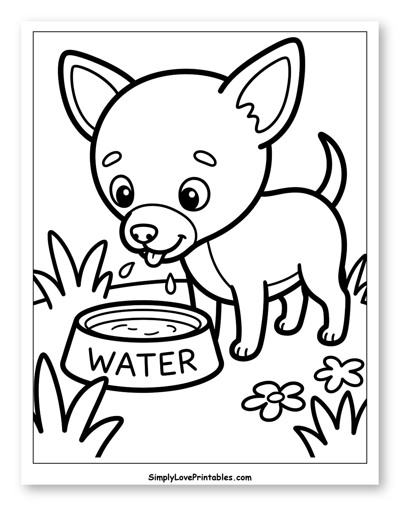 Cute Chihuahua Puppy Drinking Water