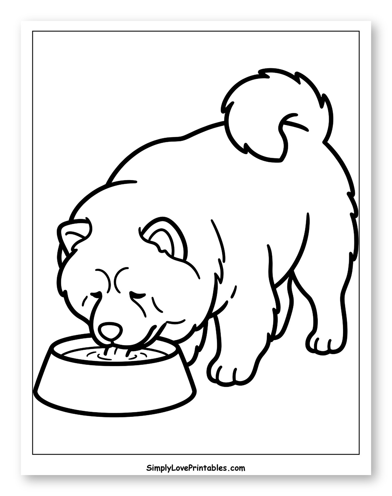 Cute Chow Chow Puppy Drinking Water