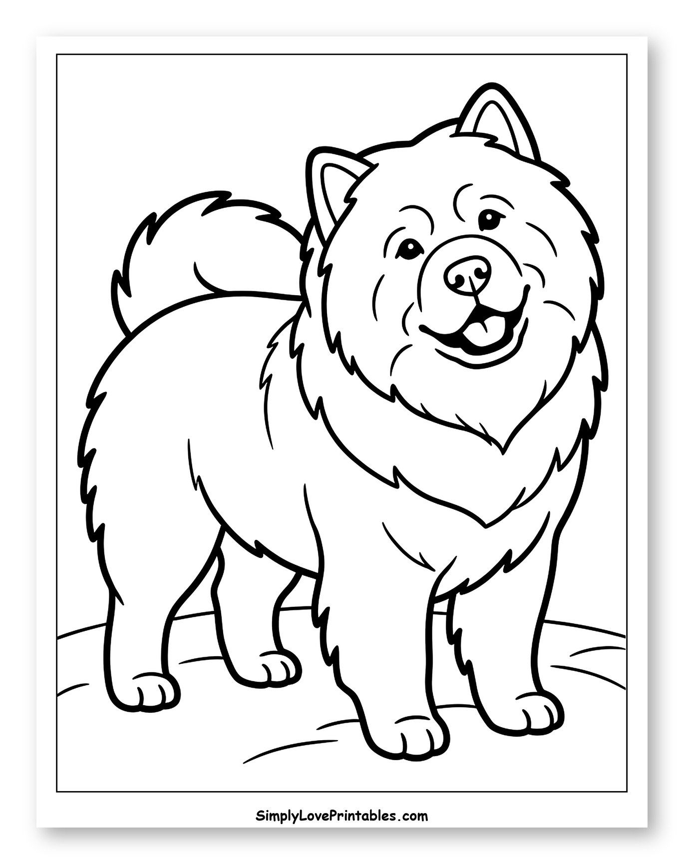 Cute Fluffy Chow Chow Standing