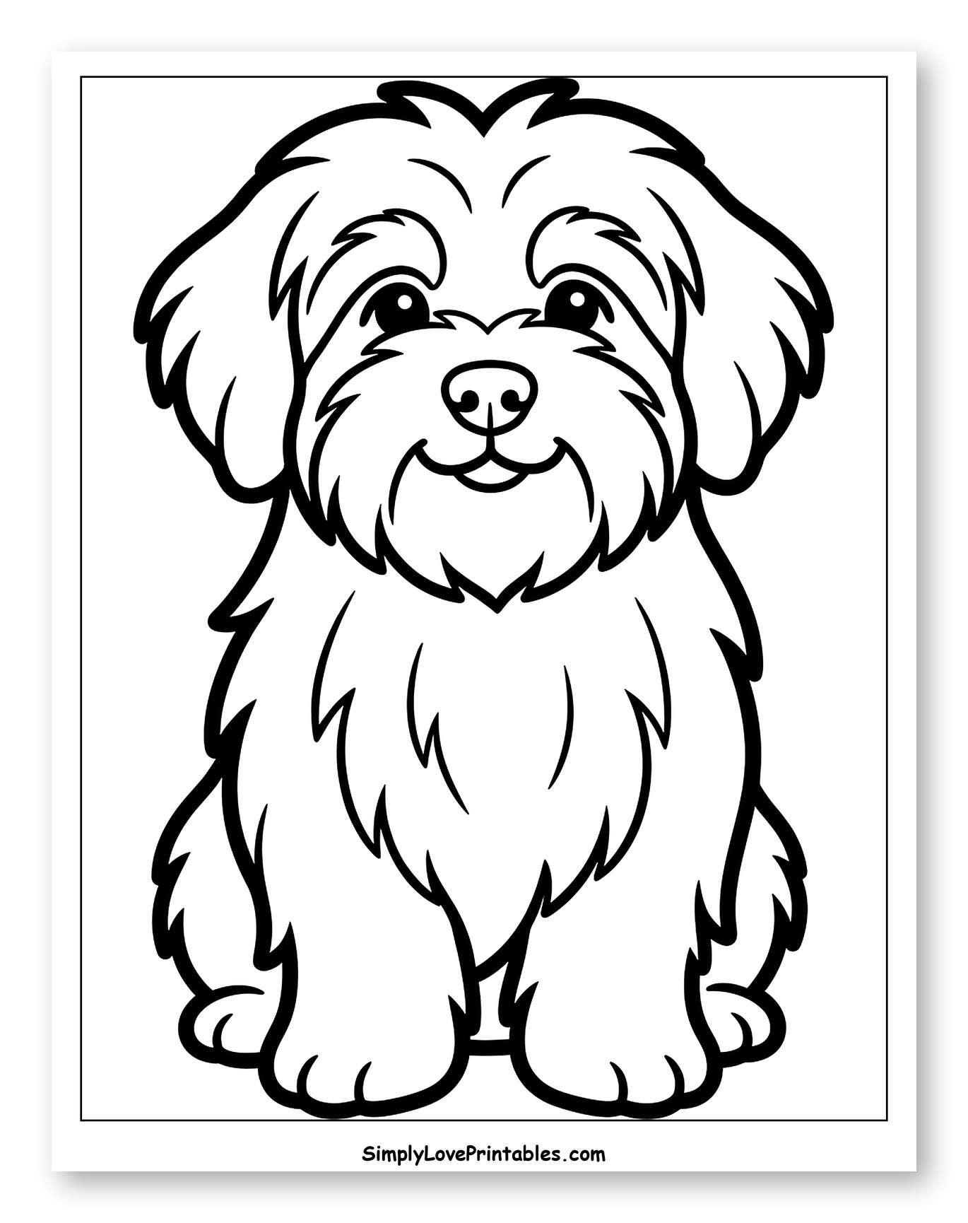 Cute Havanese Dog Sitting and Smiling