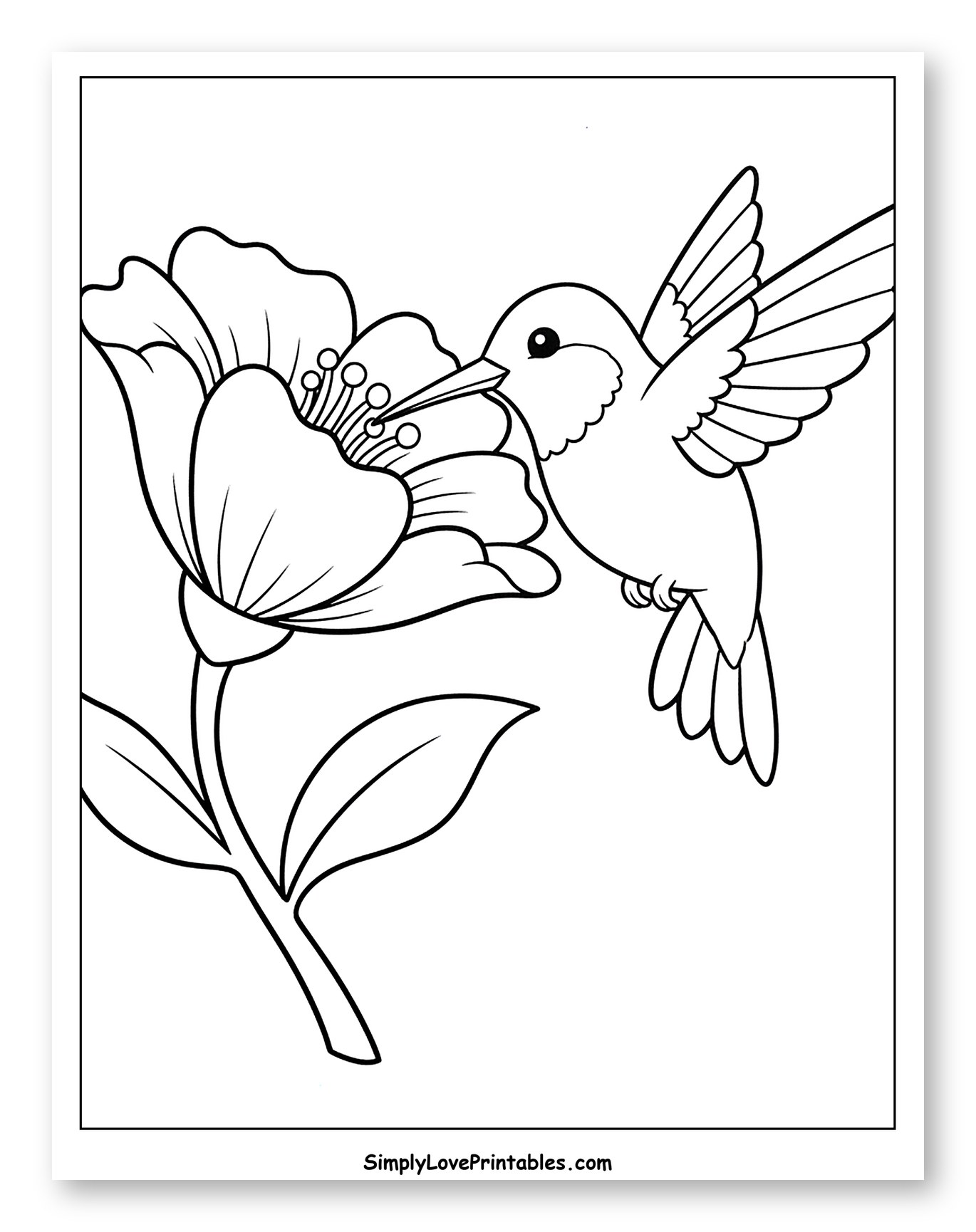 Cute Hummingbird Sipping Nectar from a Flower