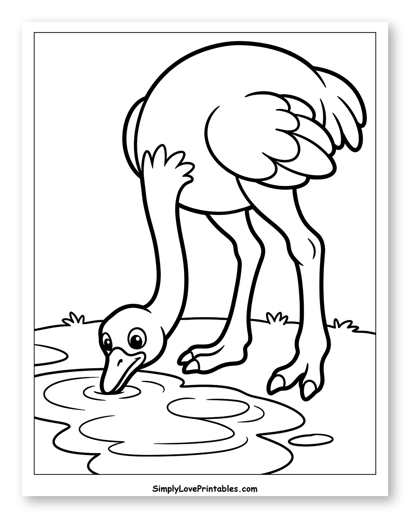 Cute Ostrich Sipping Water from Puddle