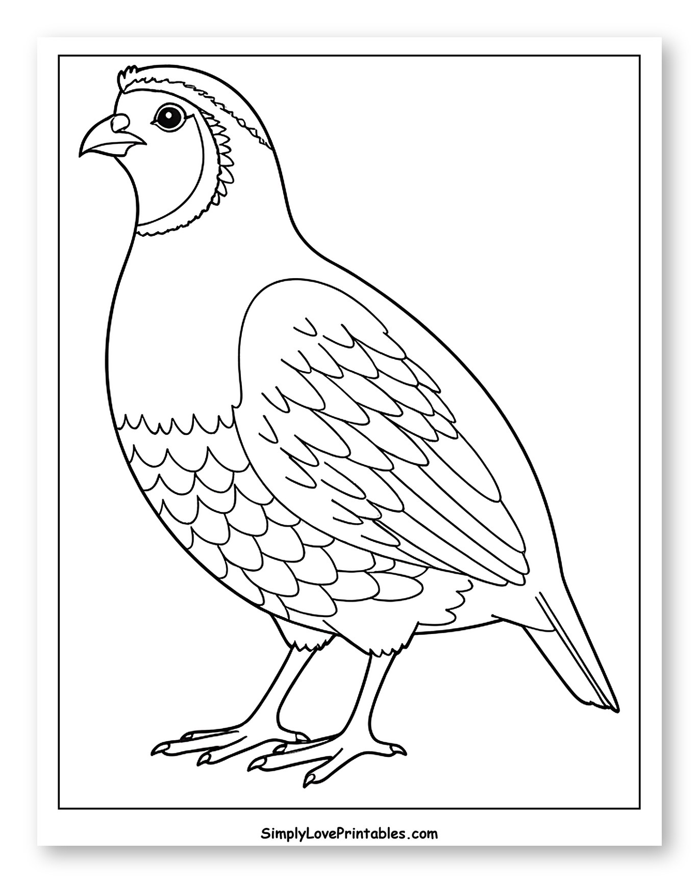 Cute Quail Bird Standing