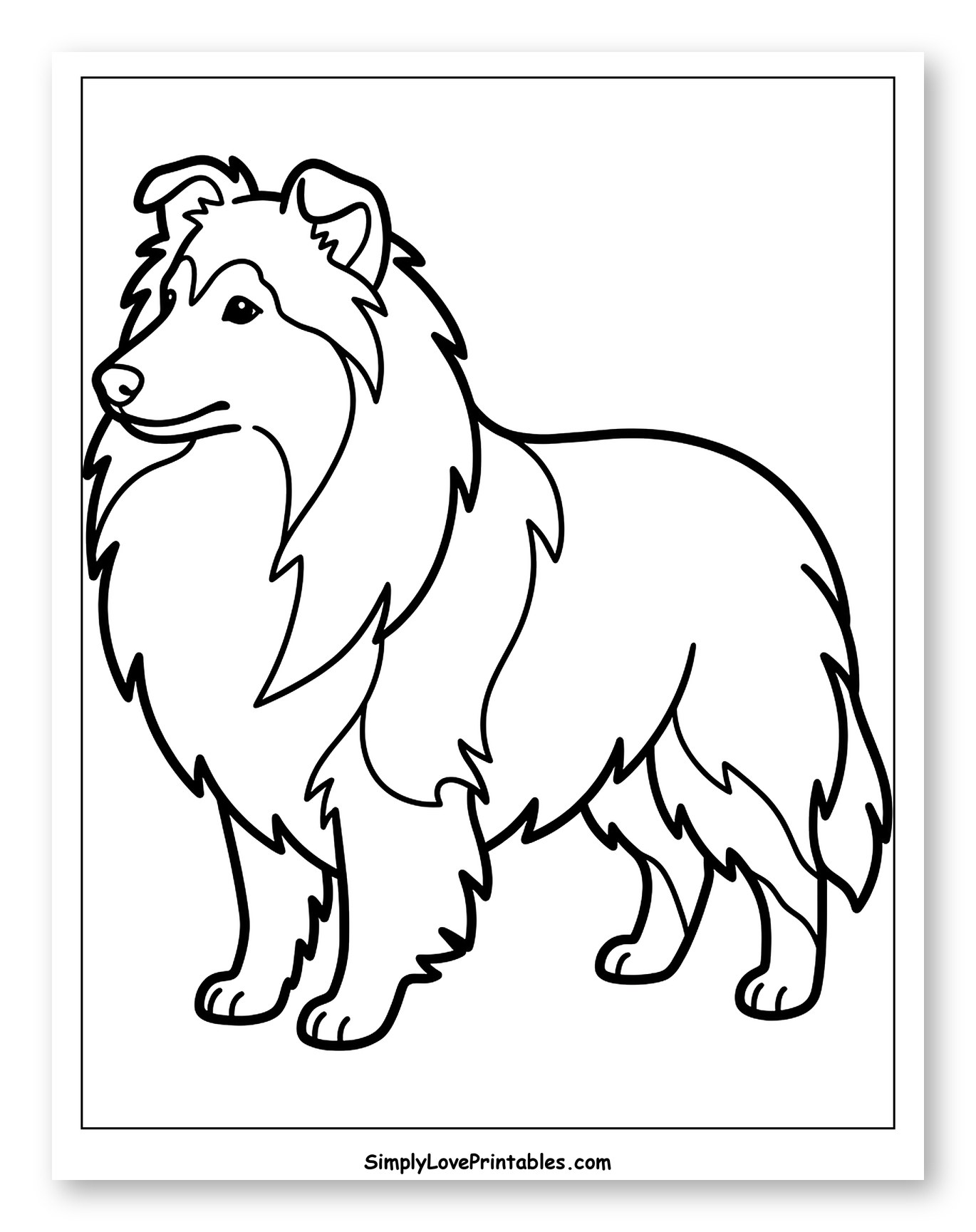 Cute Shetland Sheepdog Standing Sideways