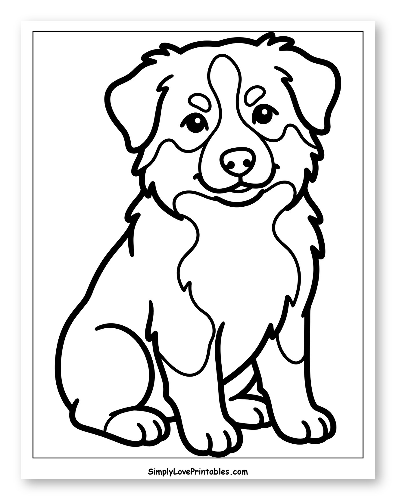Cute Sitting Australian Shepherd Puppy