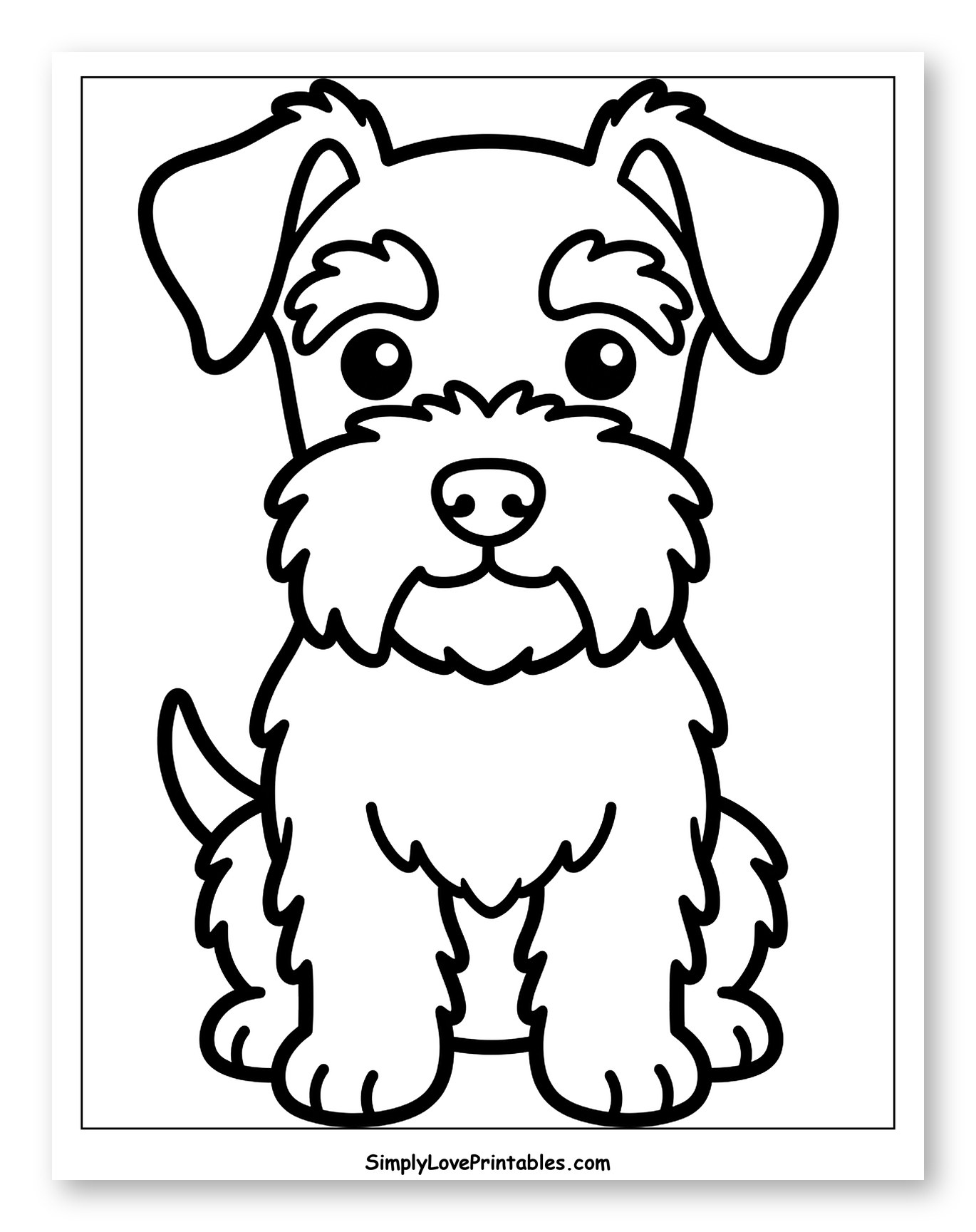 Cute Sitting Miniature Schnauzer Puppy