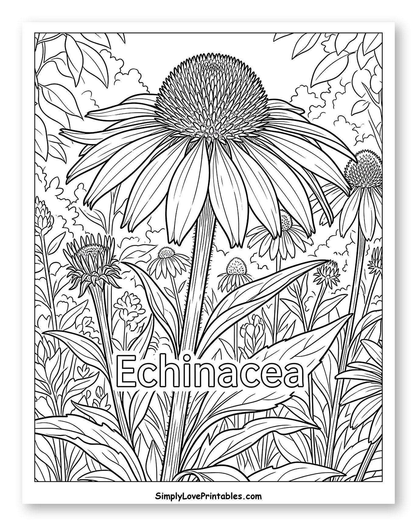 Echinacea Coneflowers in a Field
