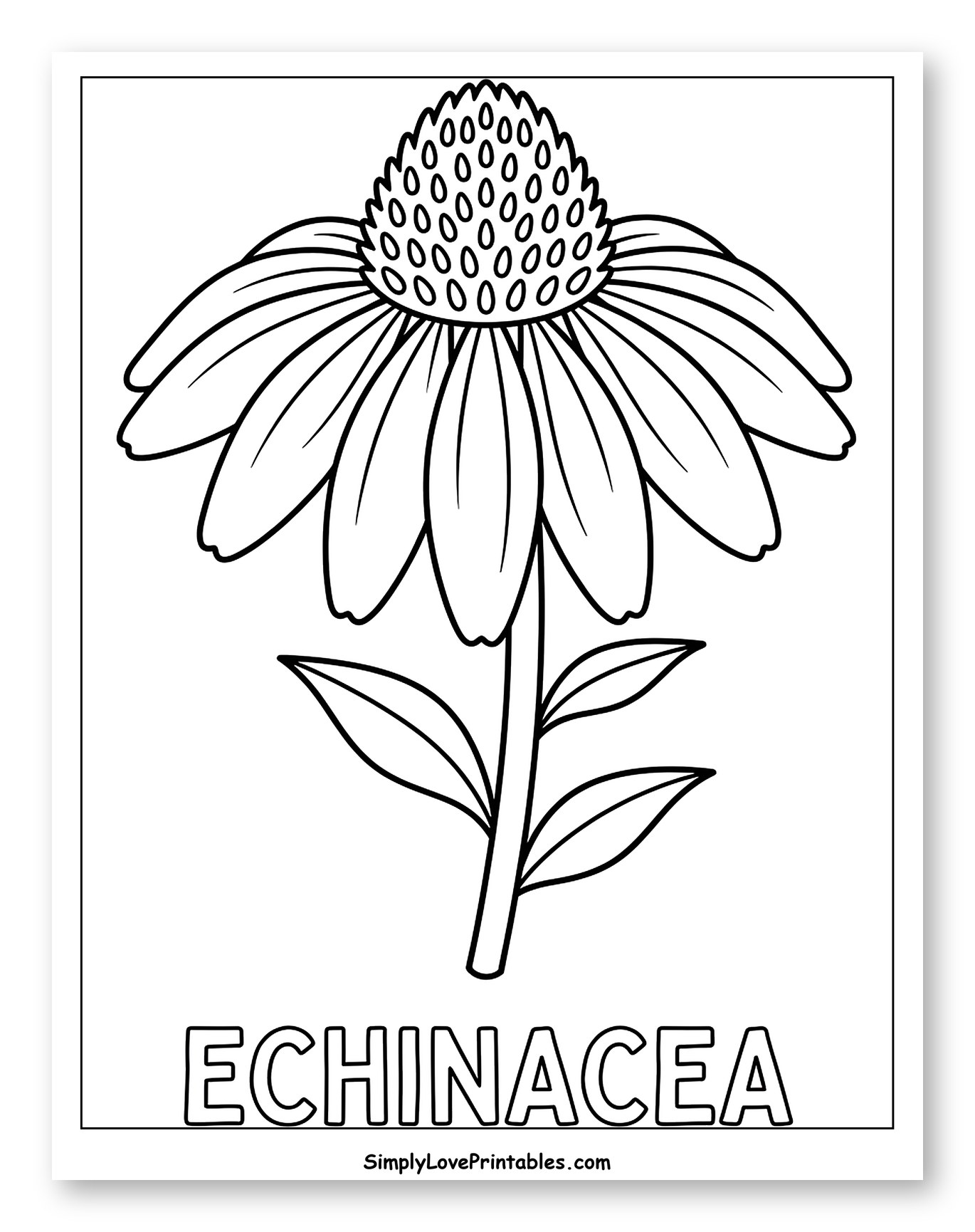 Echinacea Herb Plant Outline