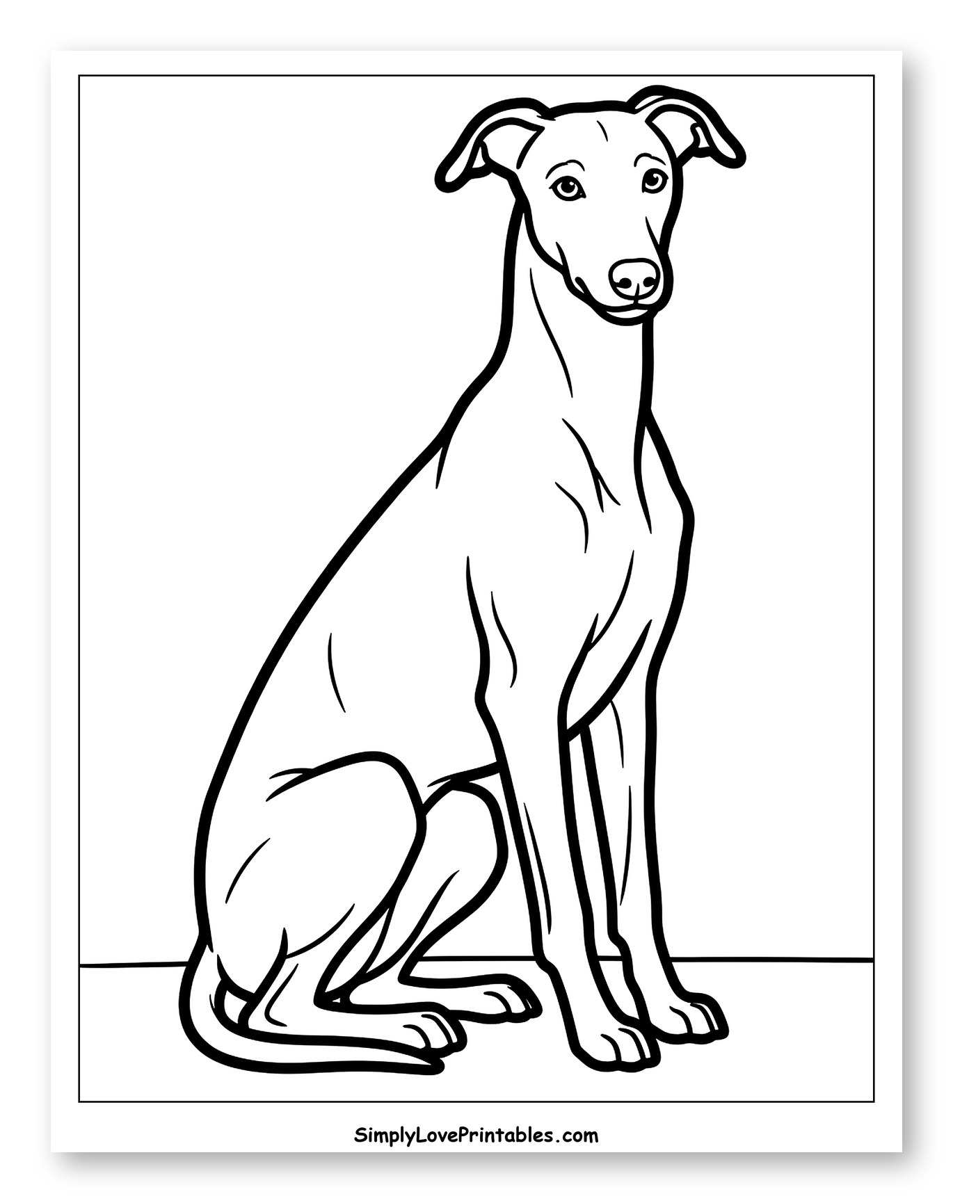 Elegant Greyhound Sitting Calmly