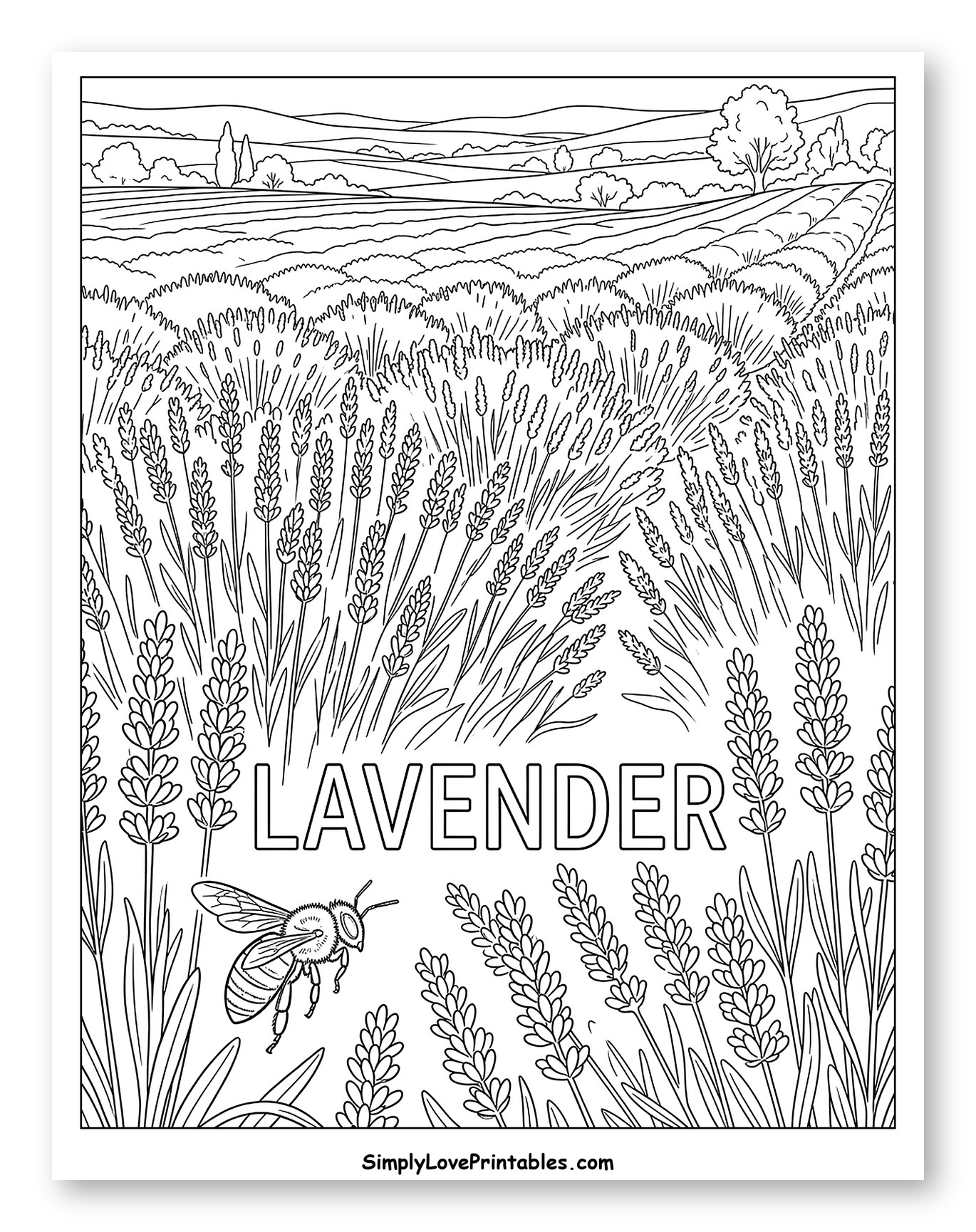 Extensive Lavender Field with Flying Bee to Color