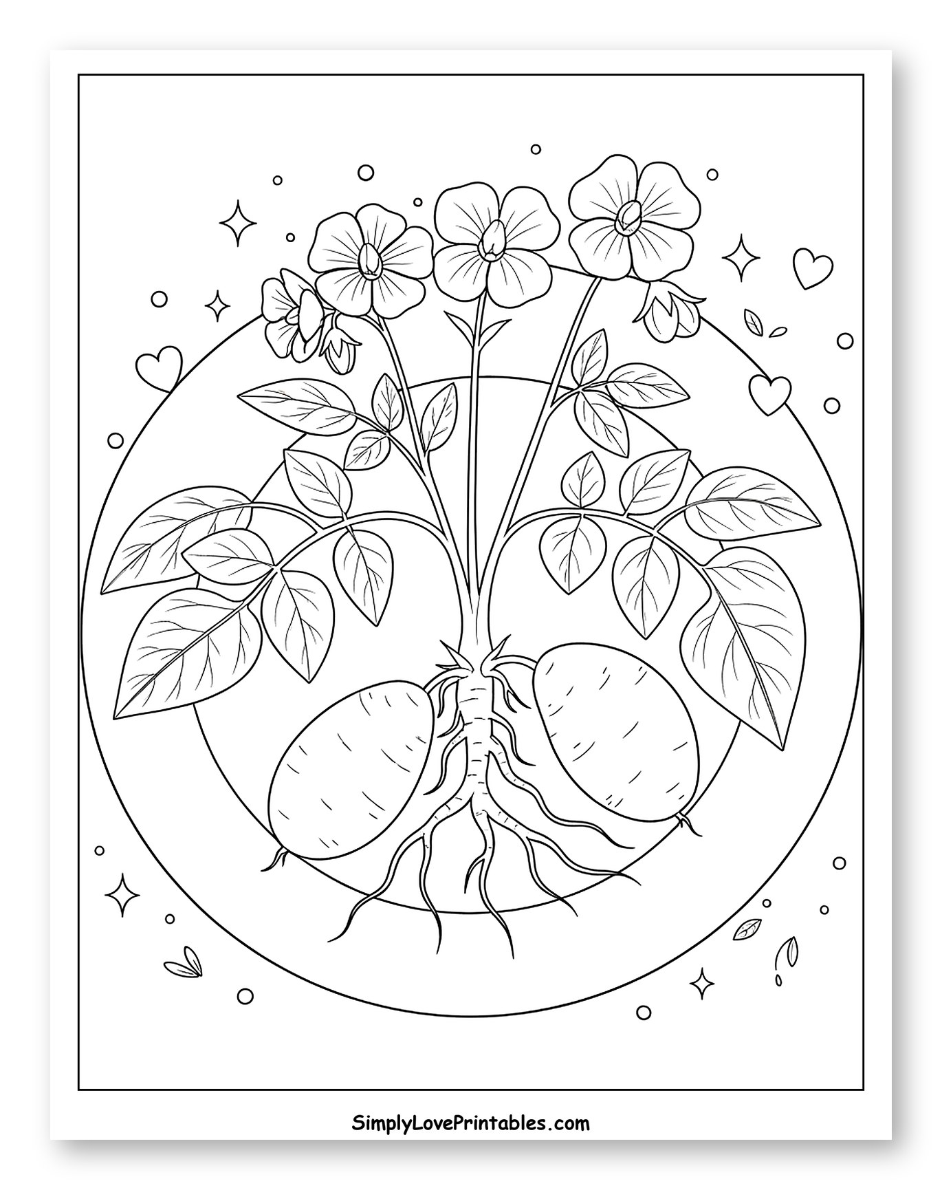 Flowering Potato Plant with Roots and Tubers