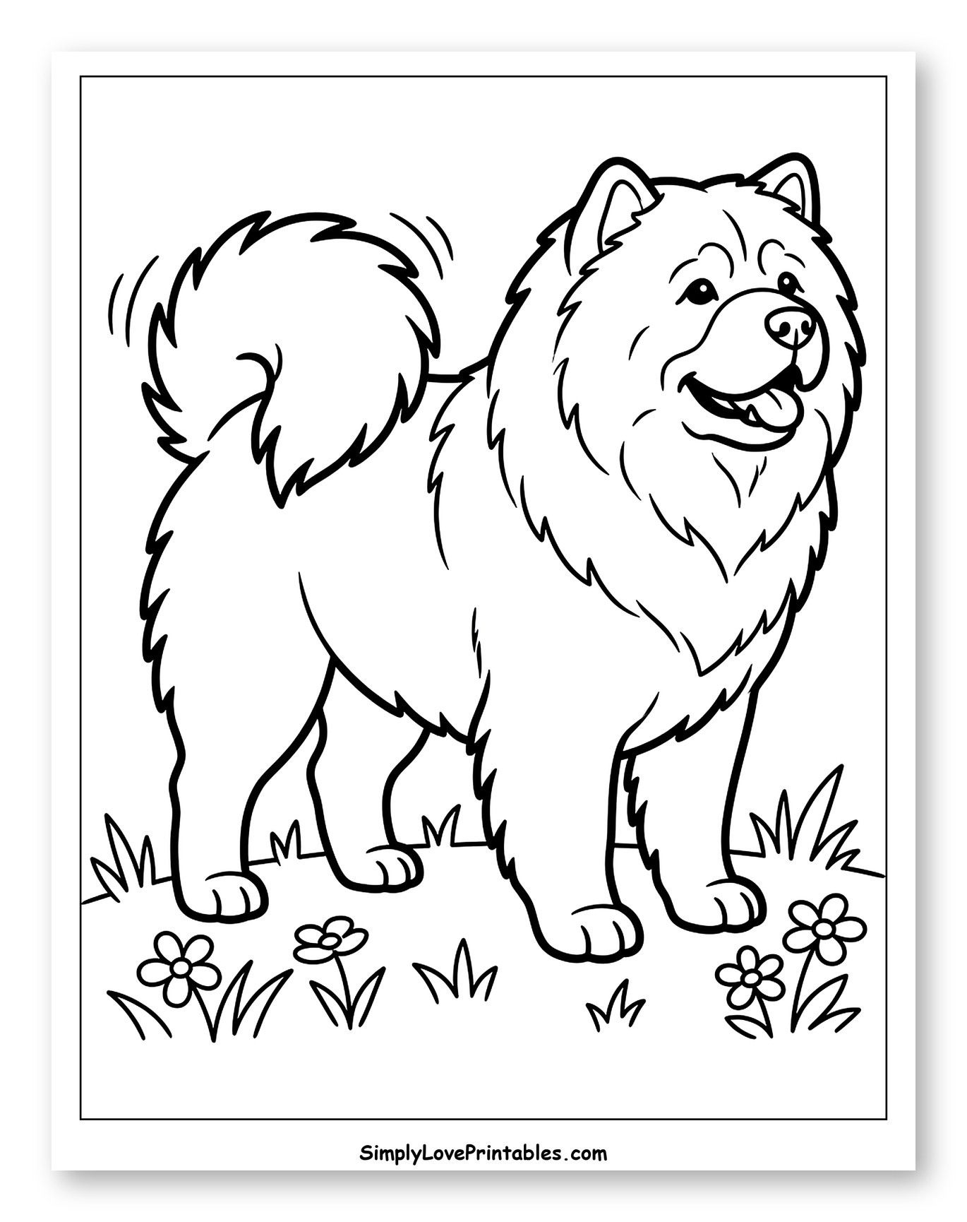 Fluffy Chow Chow Dog in a Grassy Field