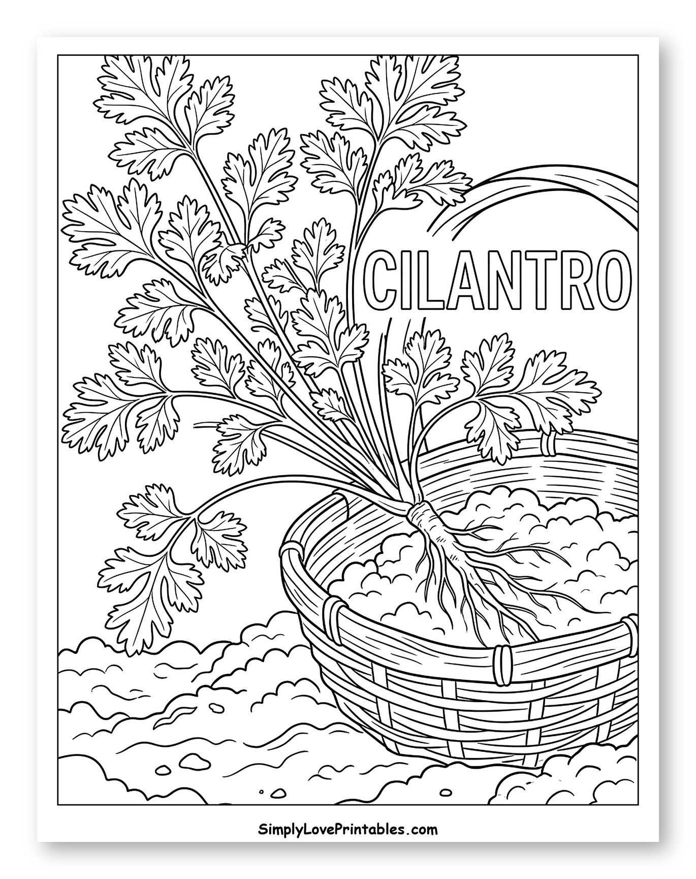 Fresh Cilantro in a Woven Basket