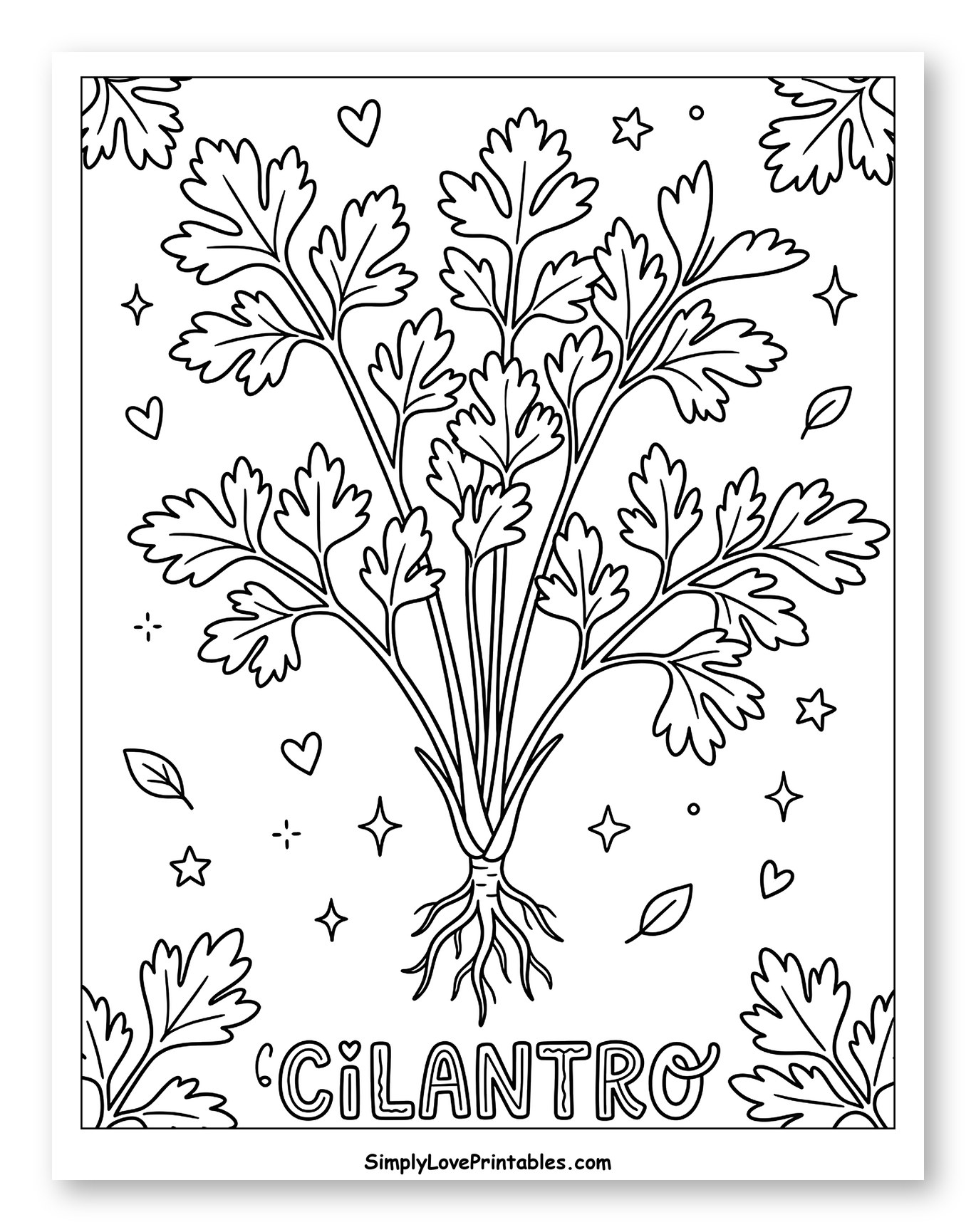 Fresh Cilantro Plant with Roots and Leaves