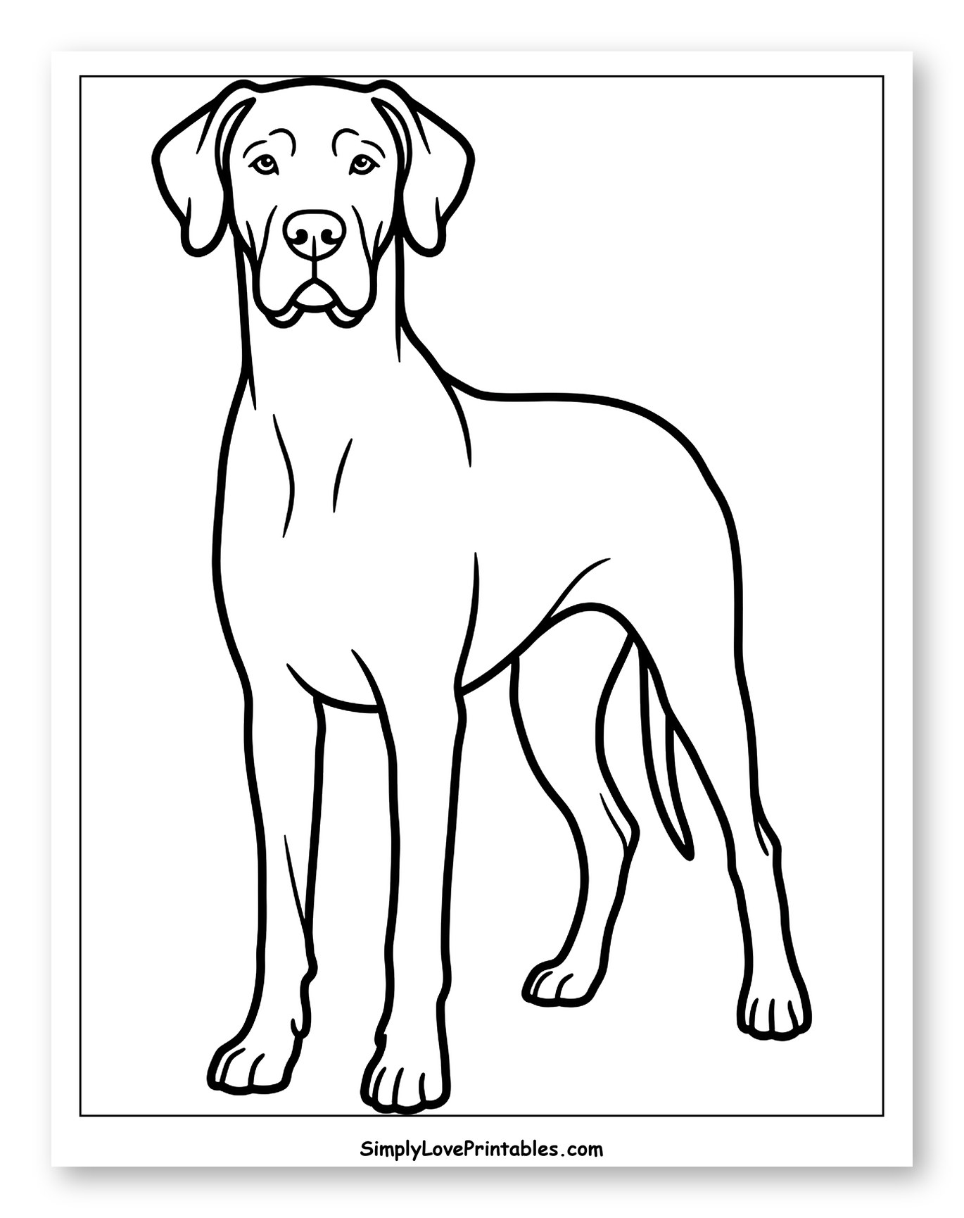 Graceful Standing Great Dane