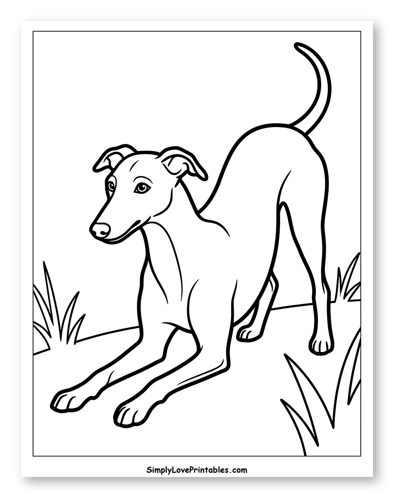 Greyhound Dog Stretching Playfully