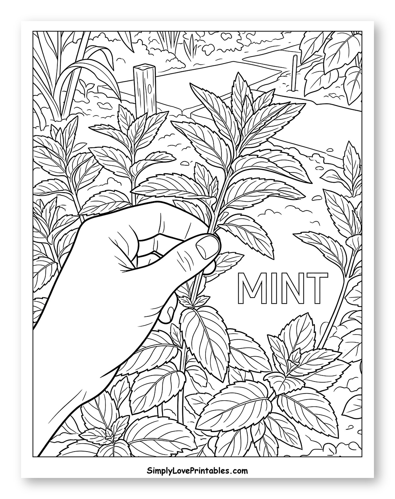 Hand Picking Fresh Mint from Garden