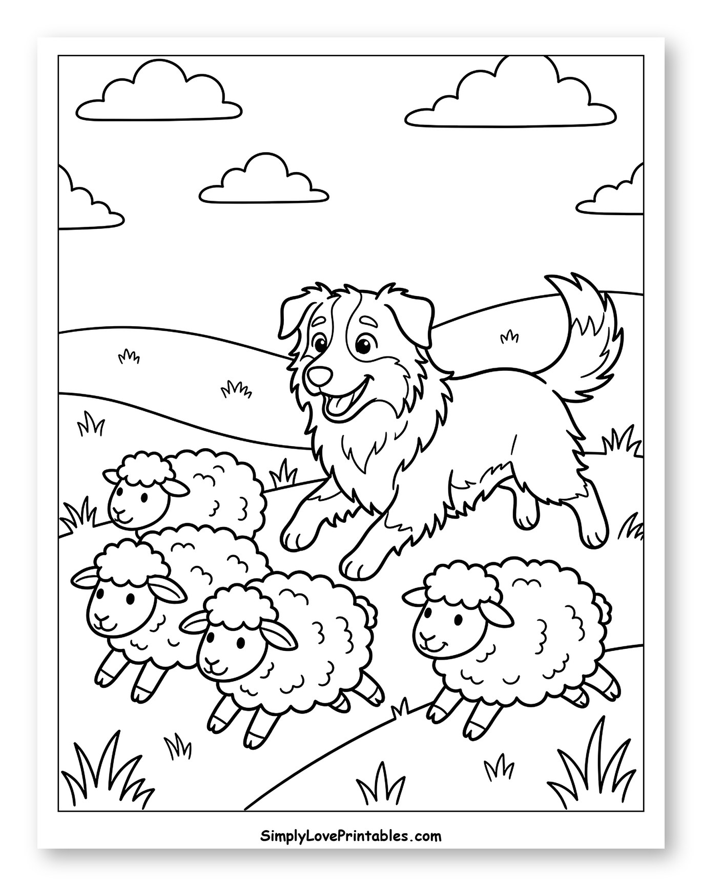 Happy Australian Shepherd Herding Sheep in a Field Coloring Page for Kids