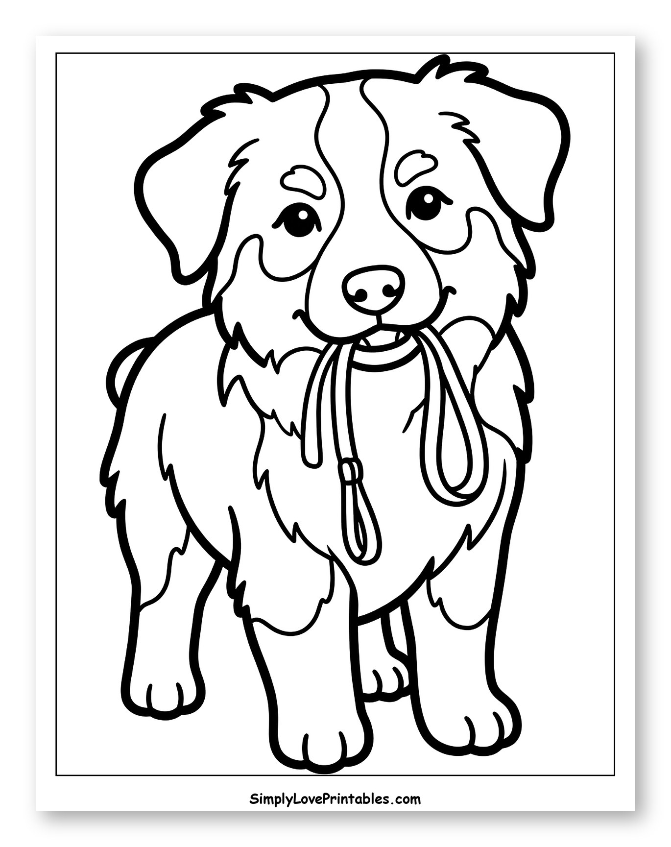 Happy Australian Shepherd Puppy Holding Leash