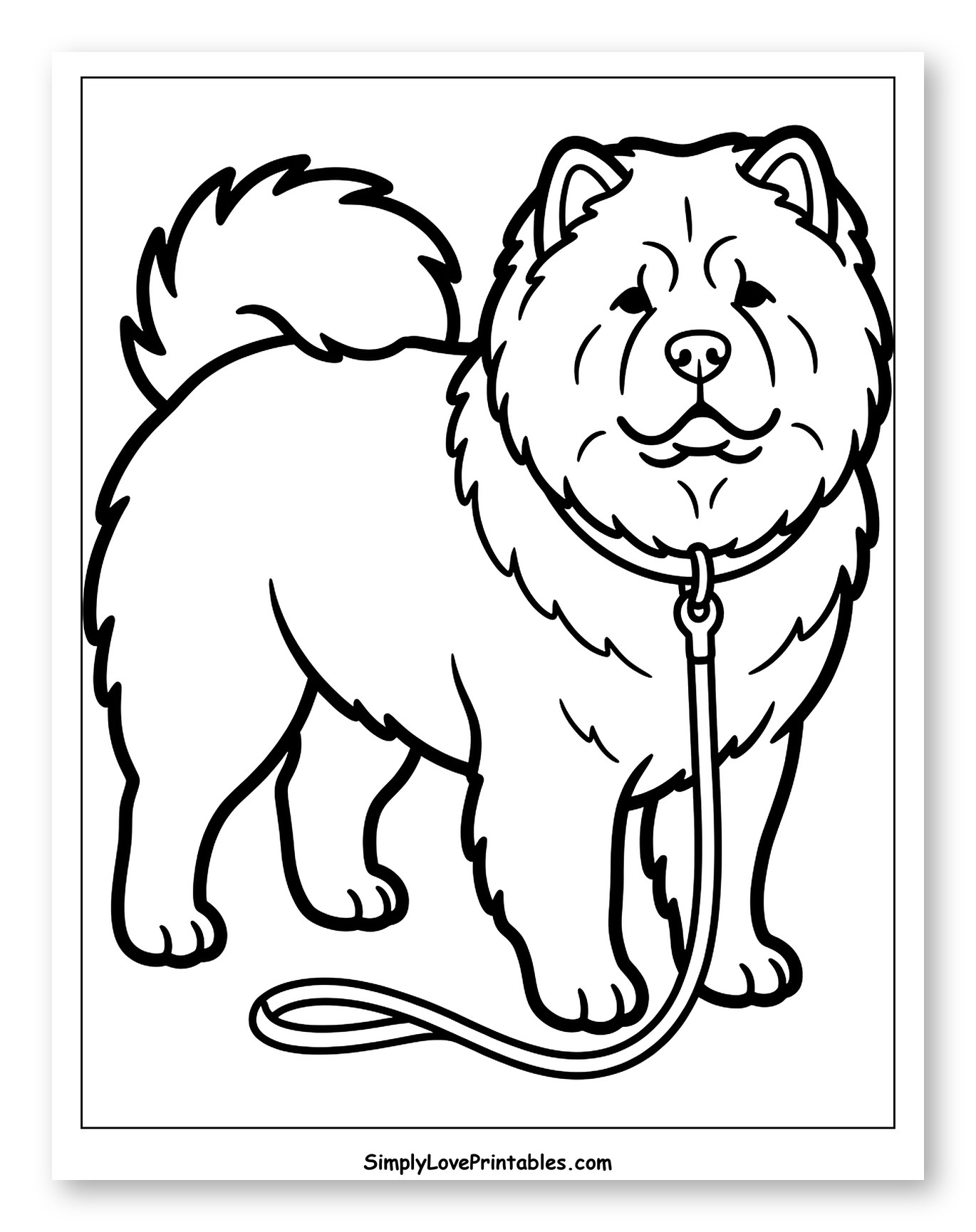 Happy Chow Chow Dog with a Leash