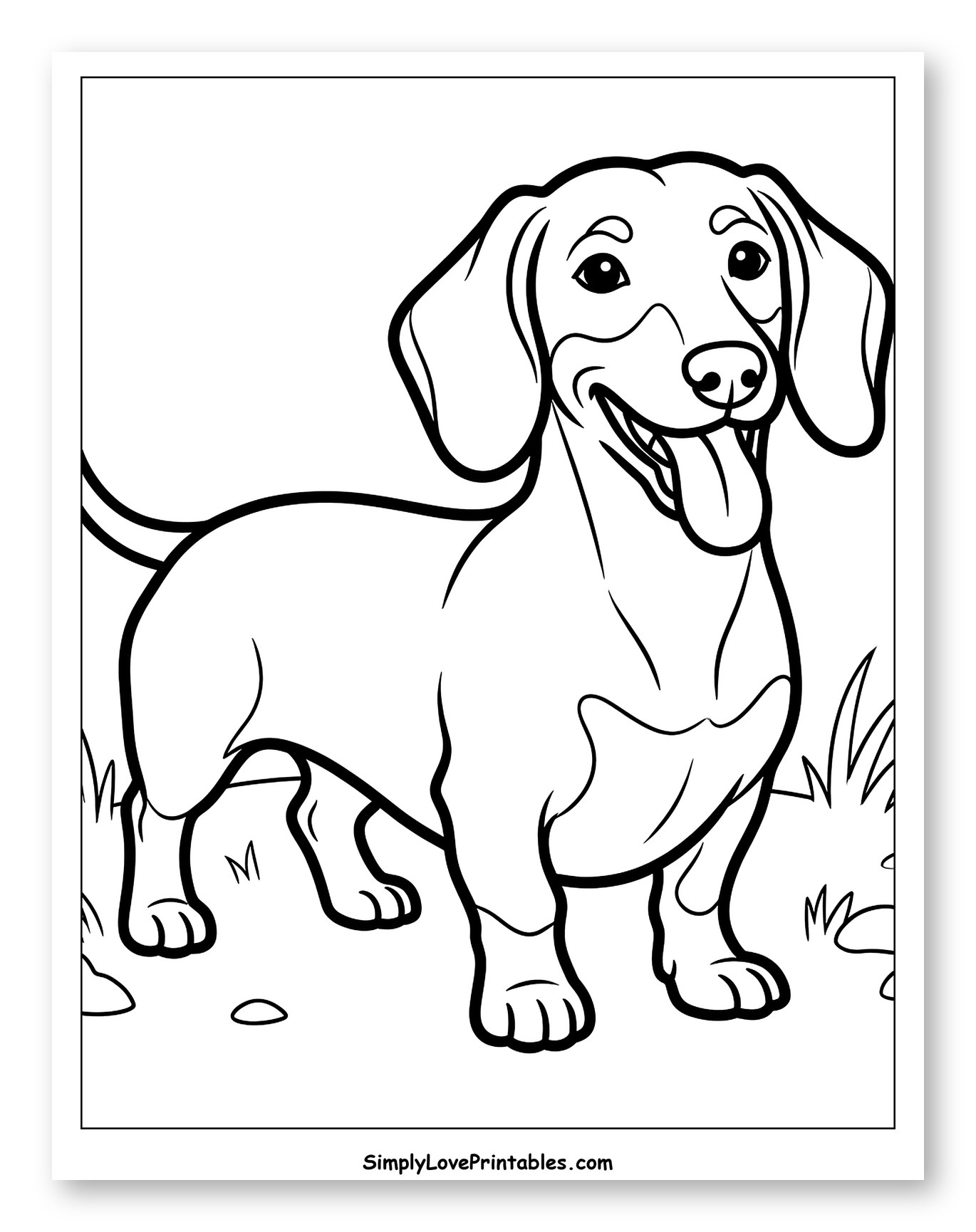 Happy Dachshund Standing in Grass