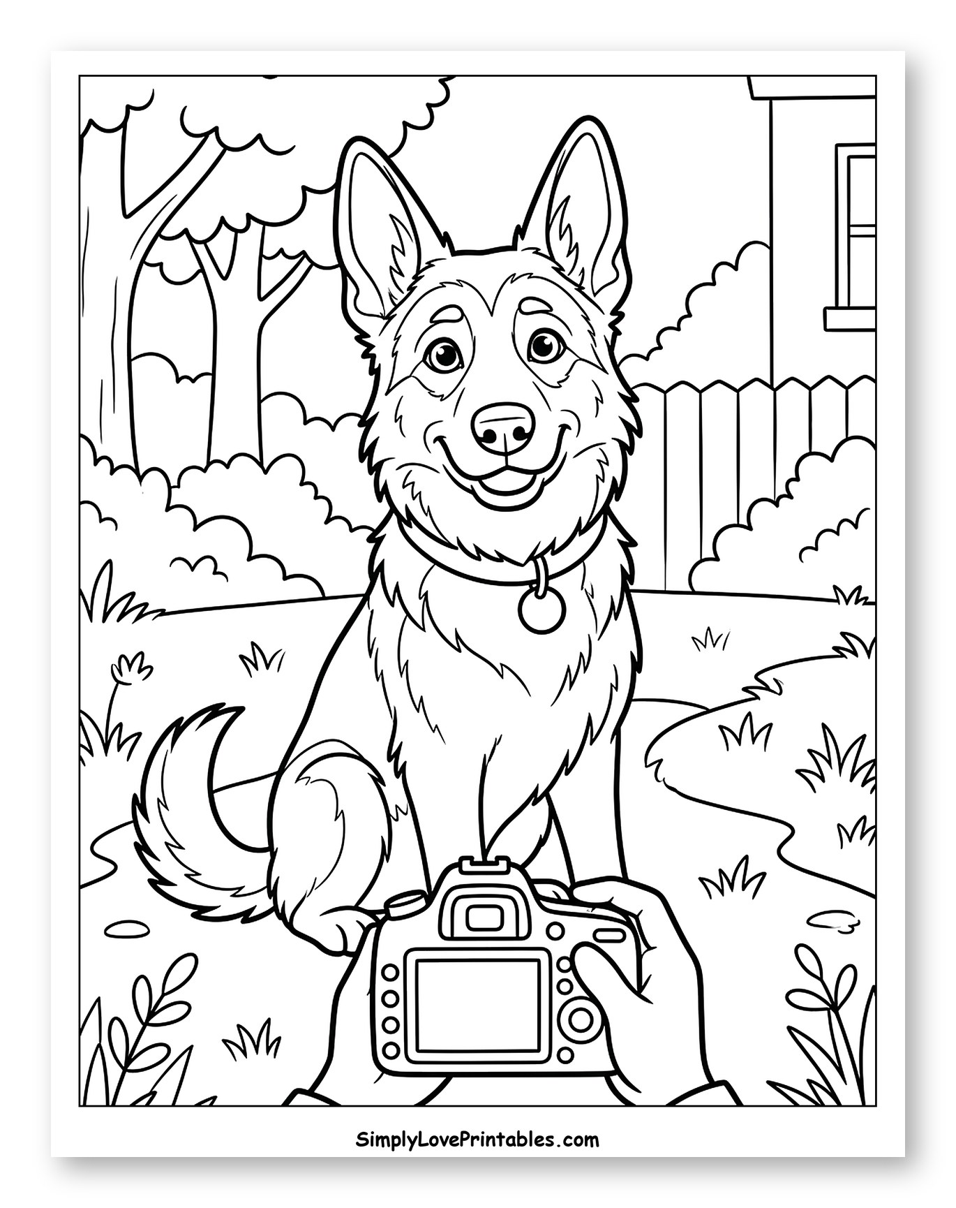 Happy German Shepherd Dog Being Photographed