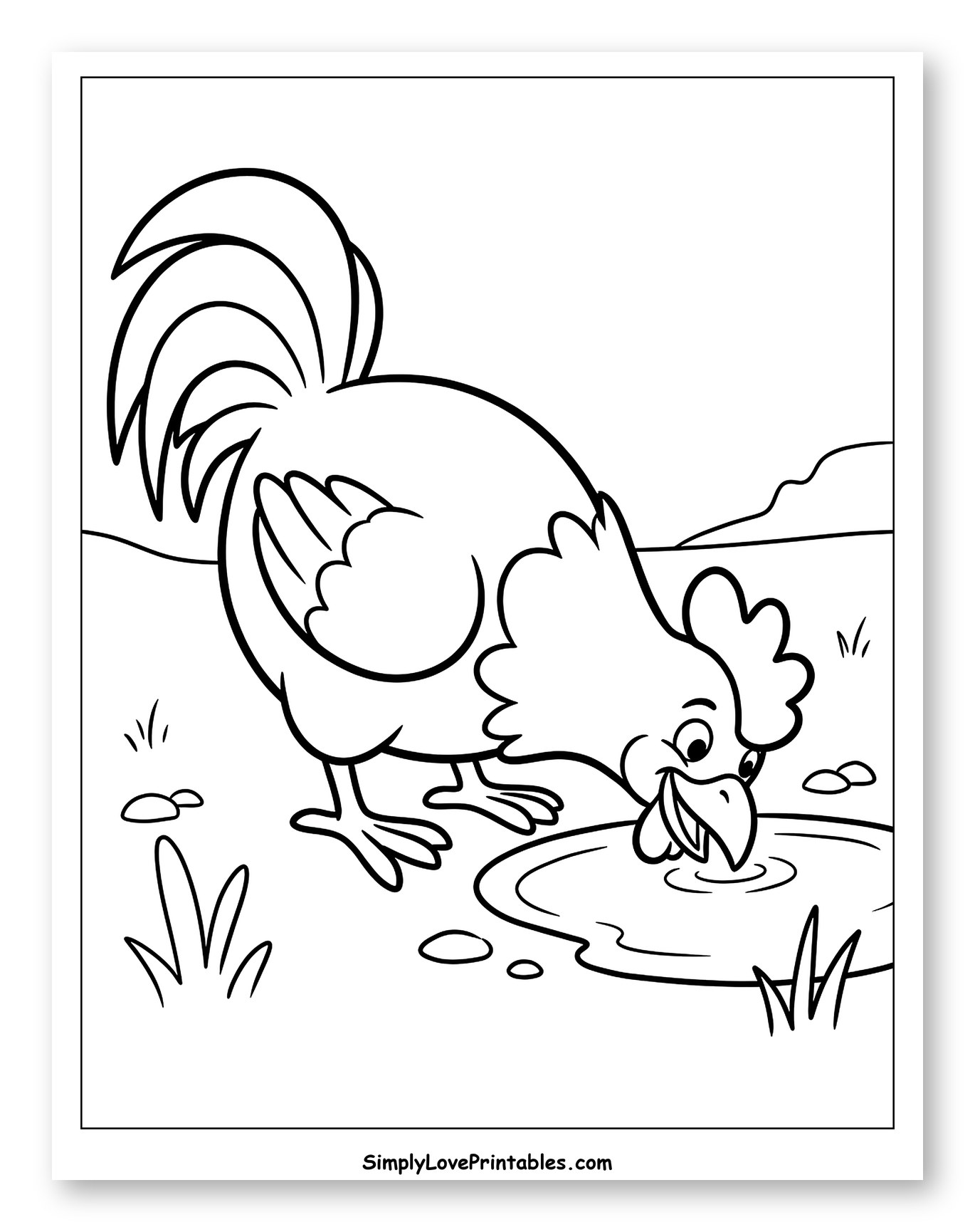 Happy Rooster Drinking from Puddle