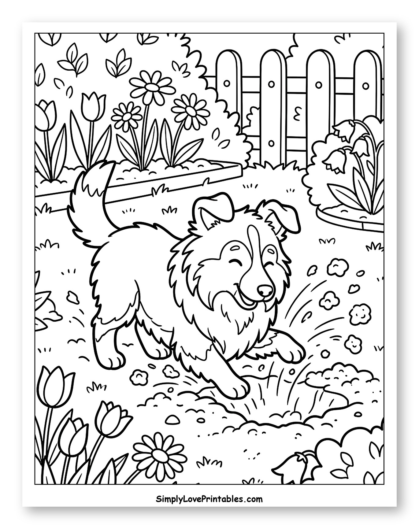 Happy Shetland Sheepdog Digging in Garden