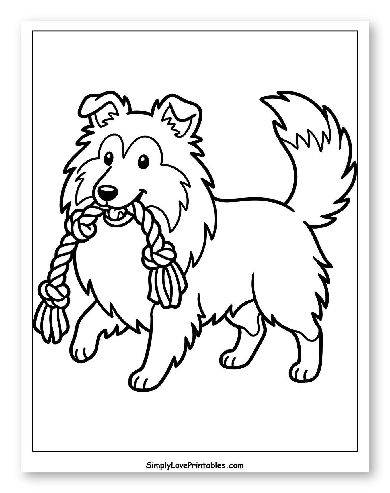 Happy Shetland Sheepdog Playing with Rope