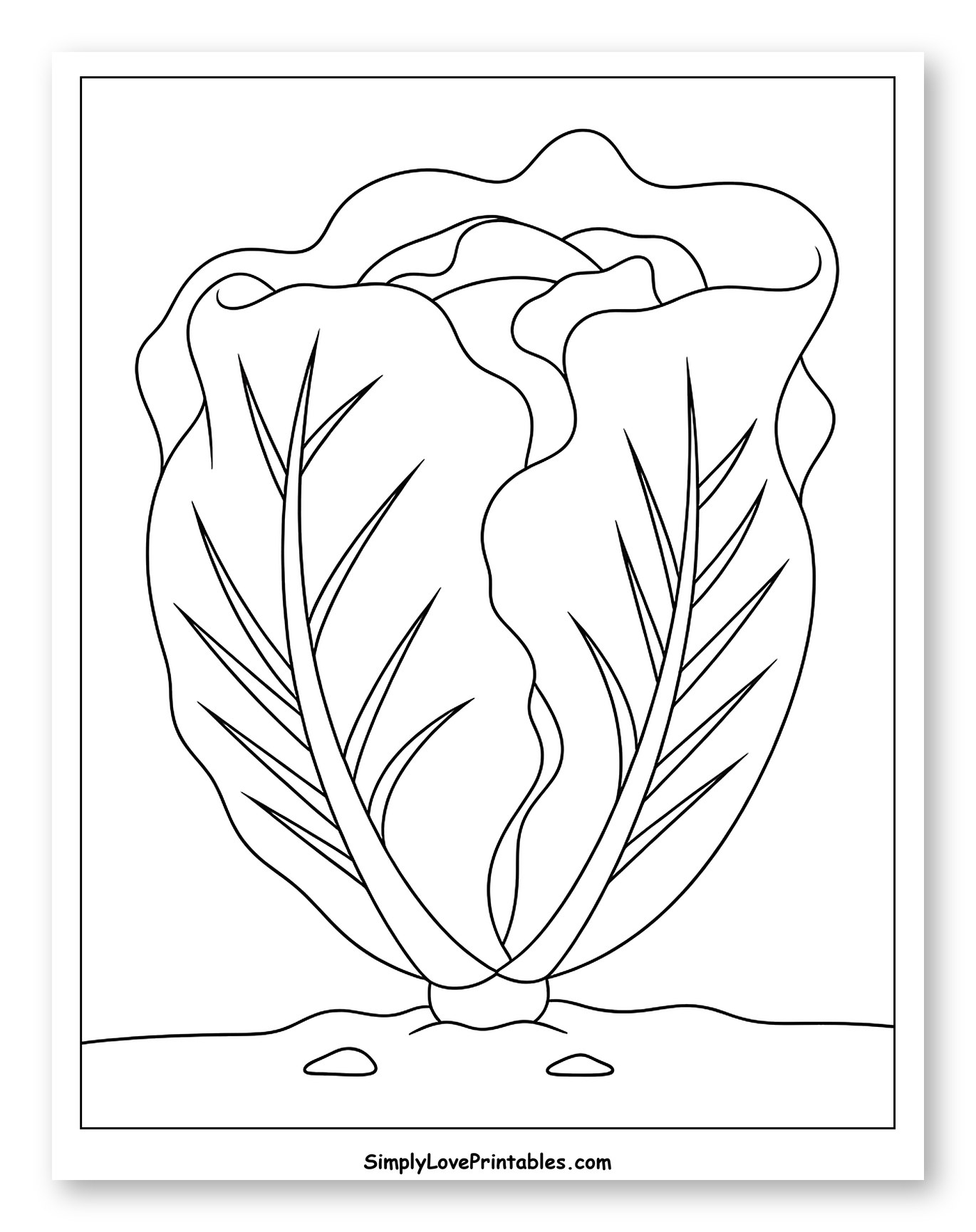 Head of Lettuce Growing in Garden Coloring Sheet for Toddlers
