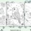 kookaburra coloring pages featured image
